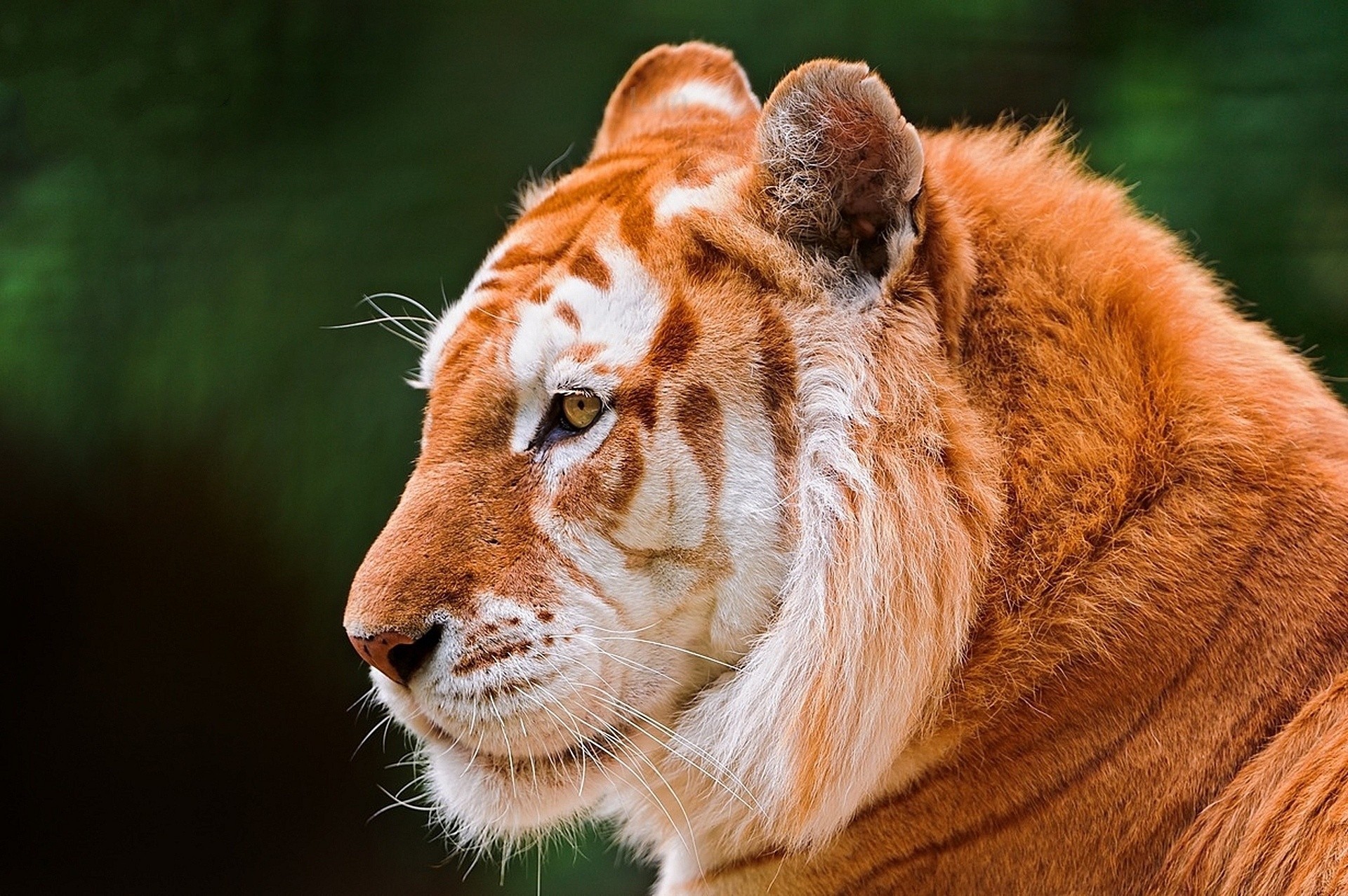 goldener tiger schnurrbart gelb