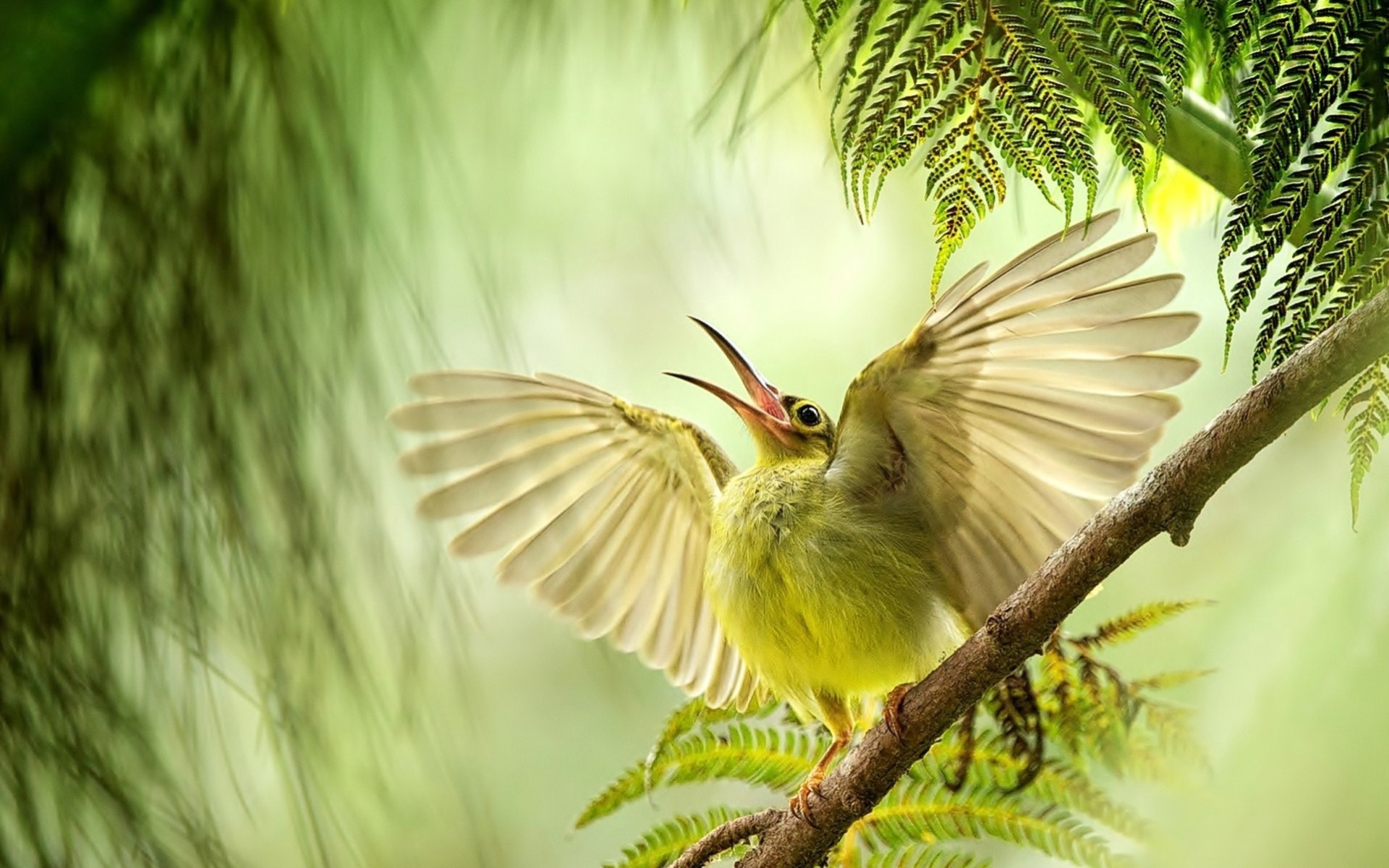 birds beak sight branch wing