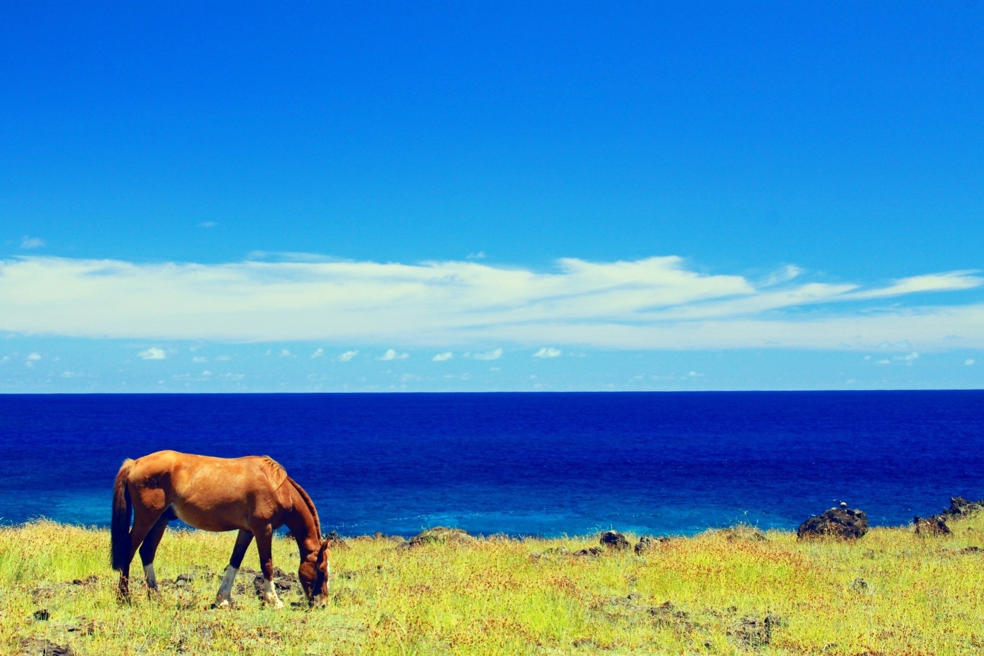 horse blue nature animal