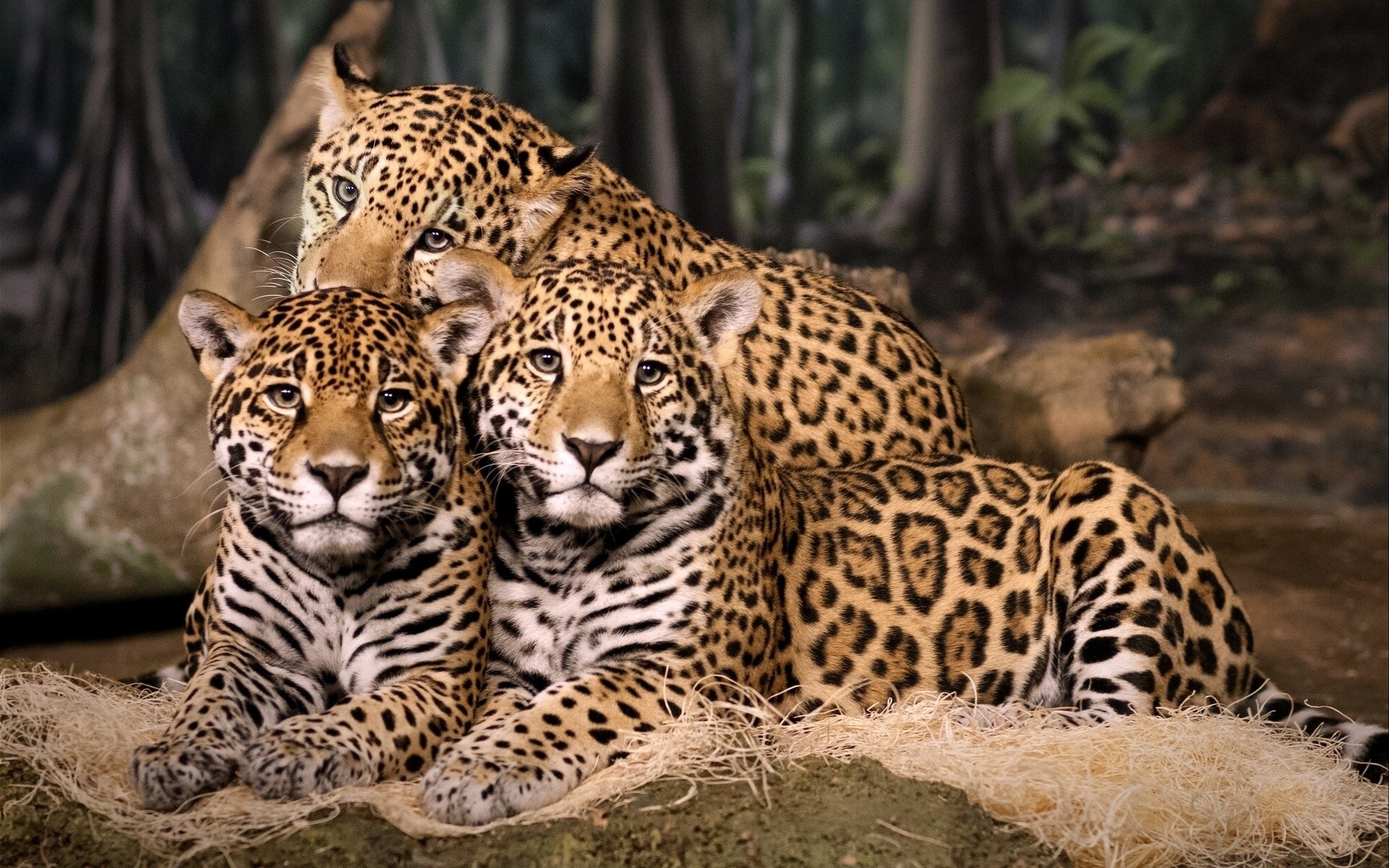 trinity trio jaguar