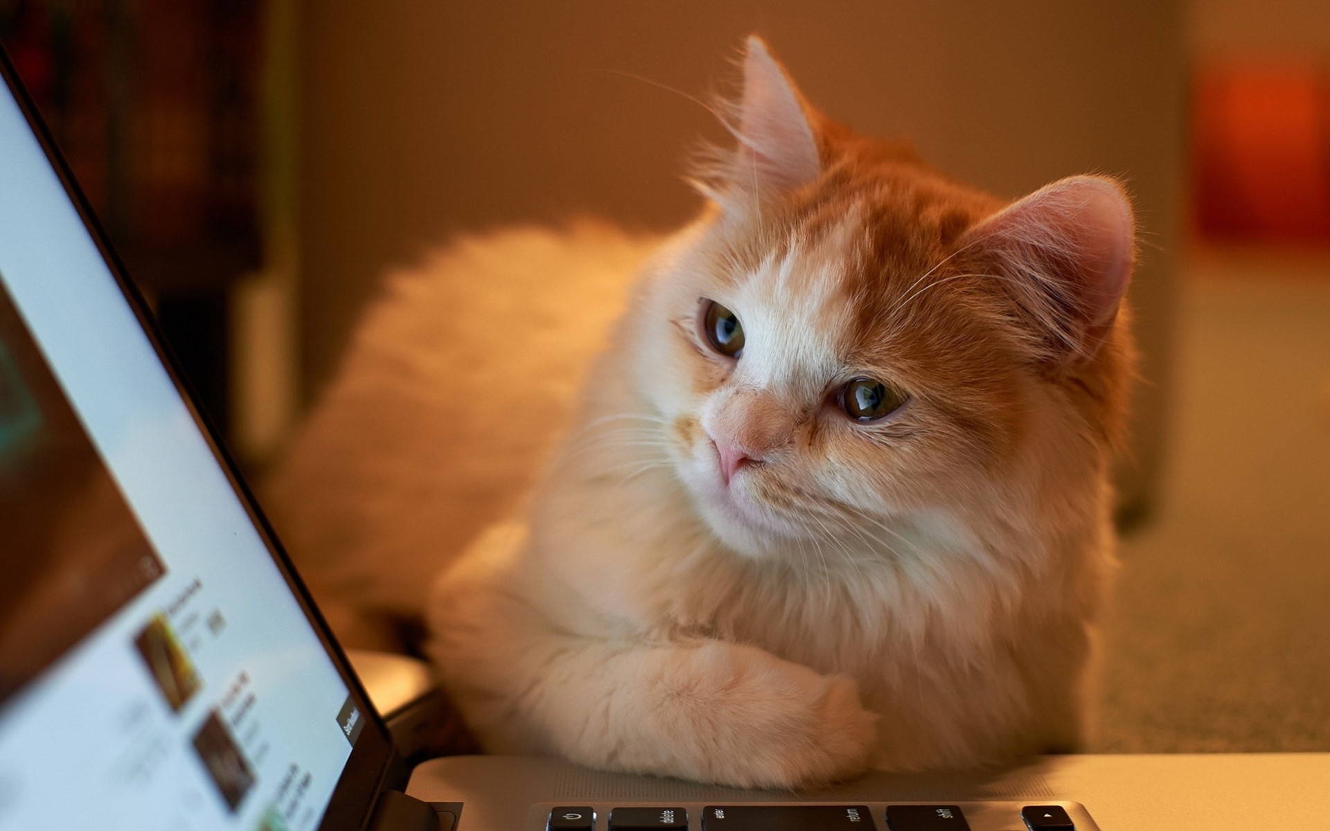 escritorio cuaderno mira gato