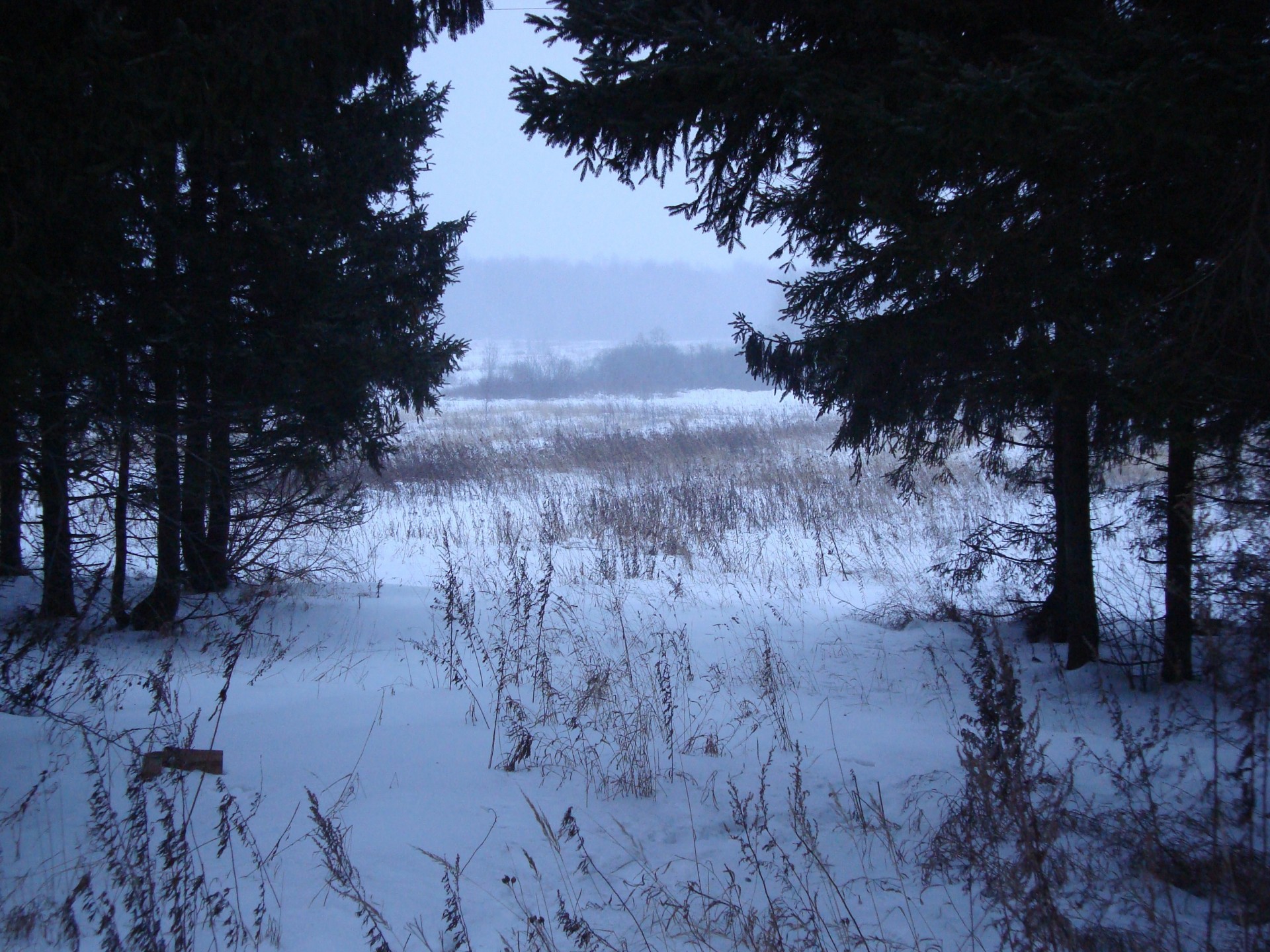 invierno nieve árboles