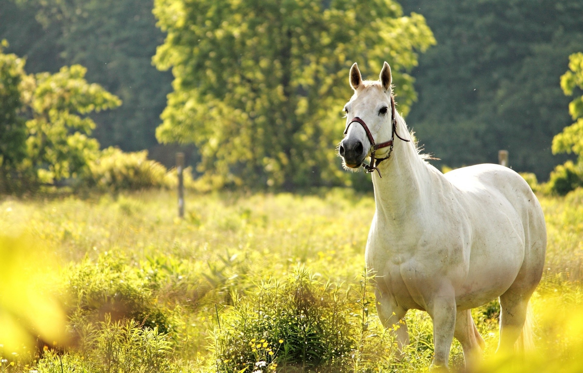 horse meadow