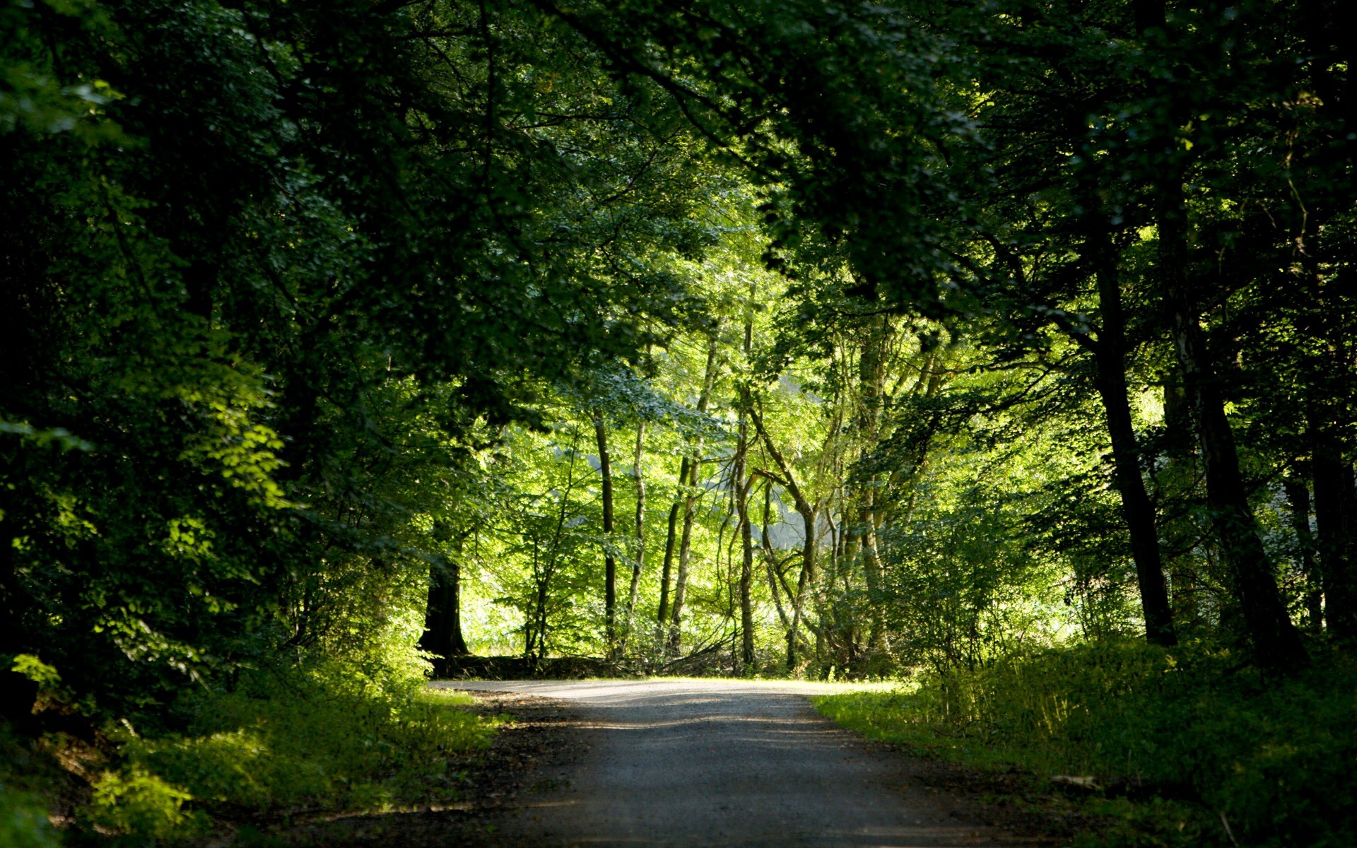 foresta alberi strada