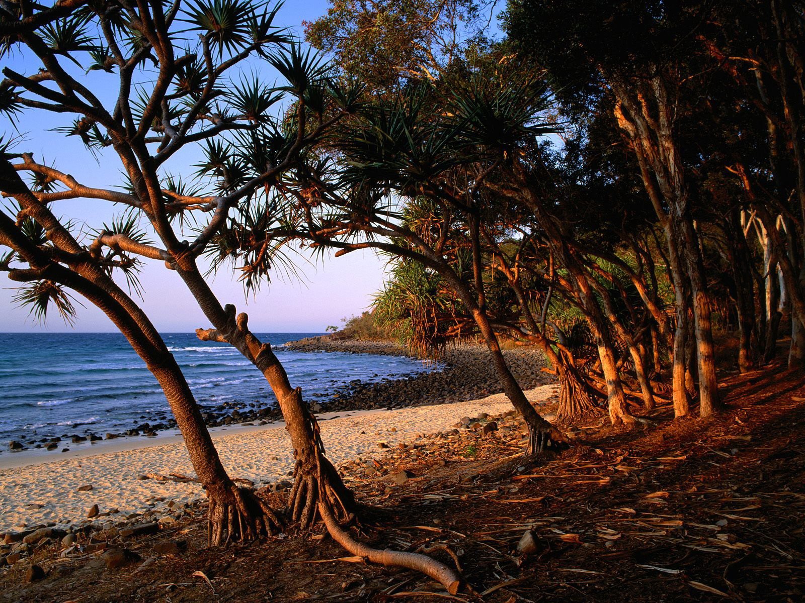 alberi mare spiaggia rocce radici