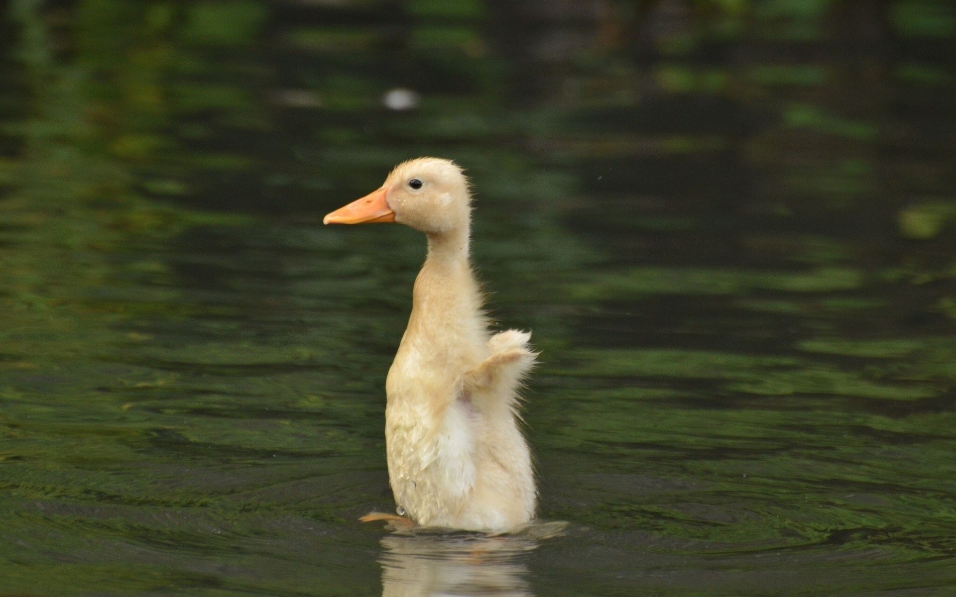 polluelo pato ninja soporte agua