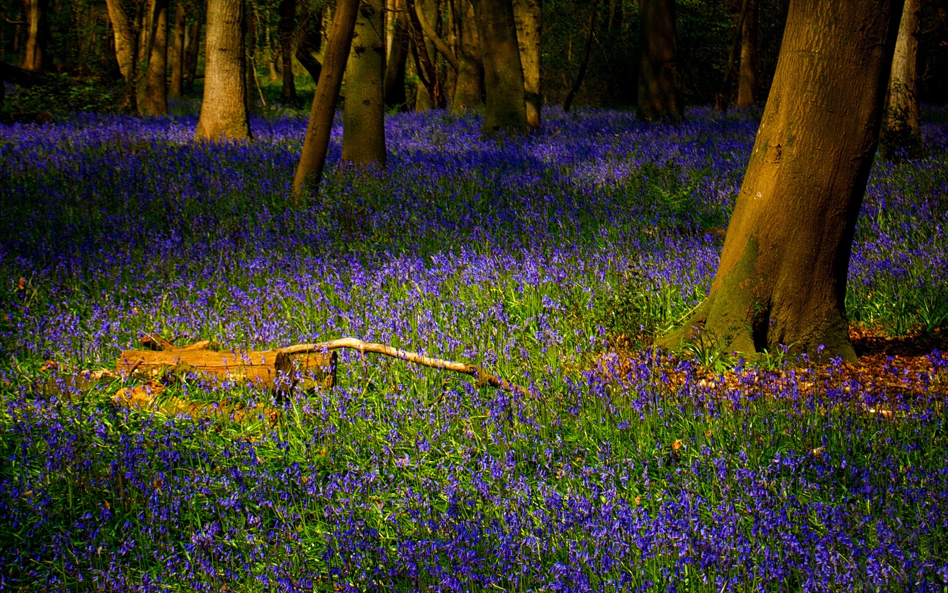 foresta erba fiori