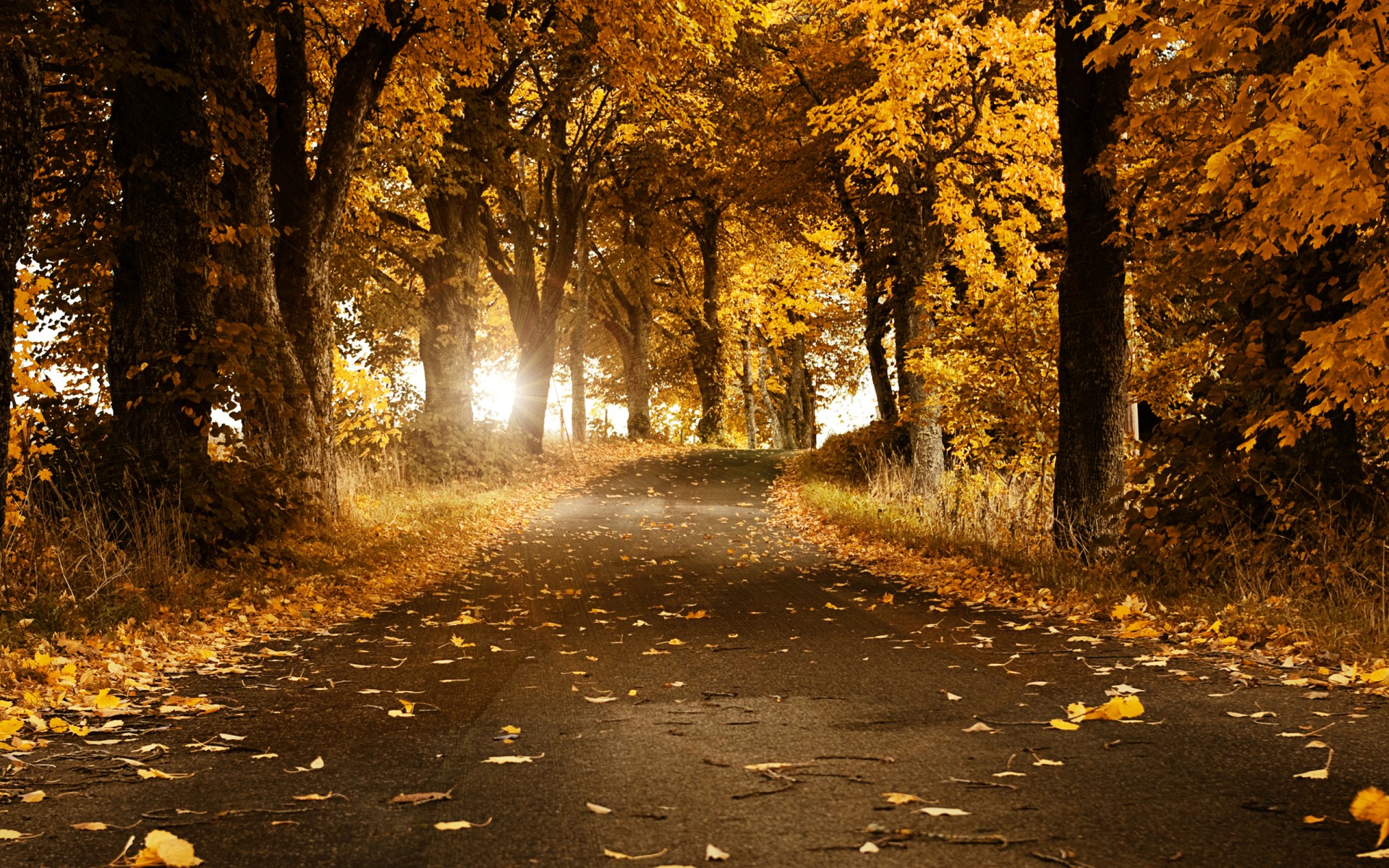 otoño hojas camino suecia árboles