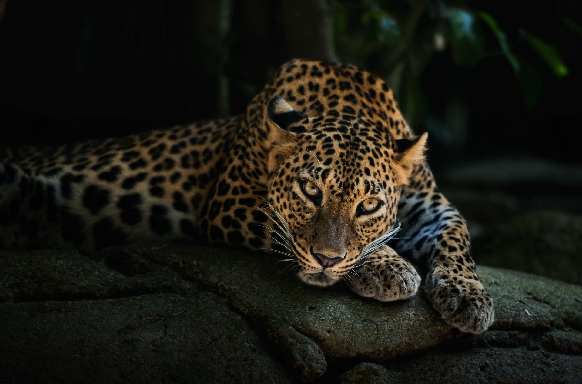 dientes mentiras leopardo depredador