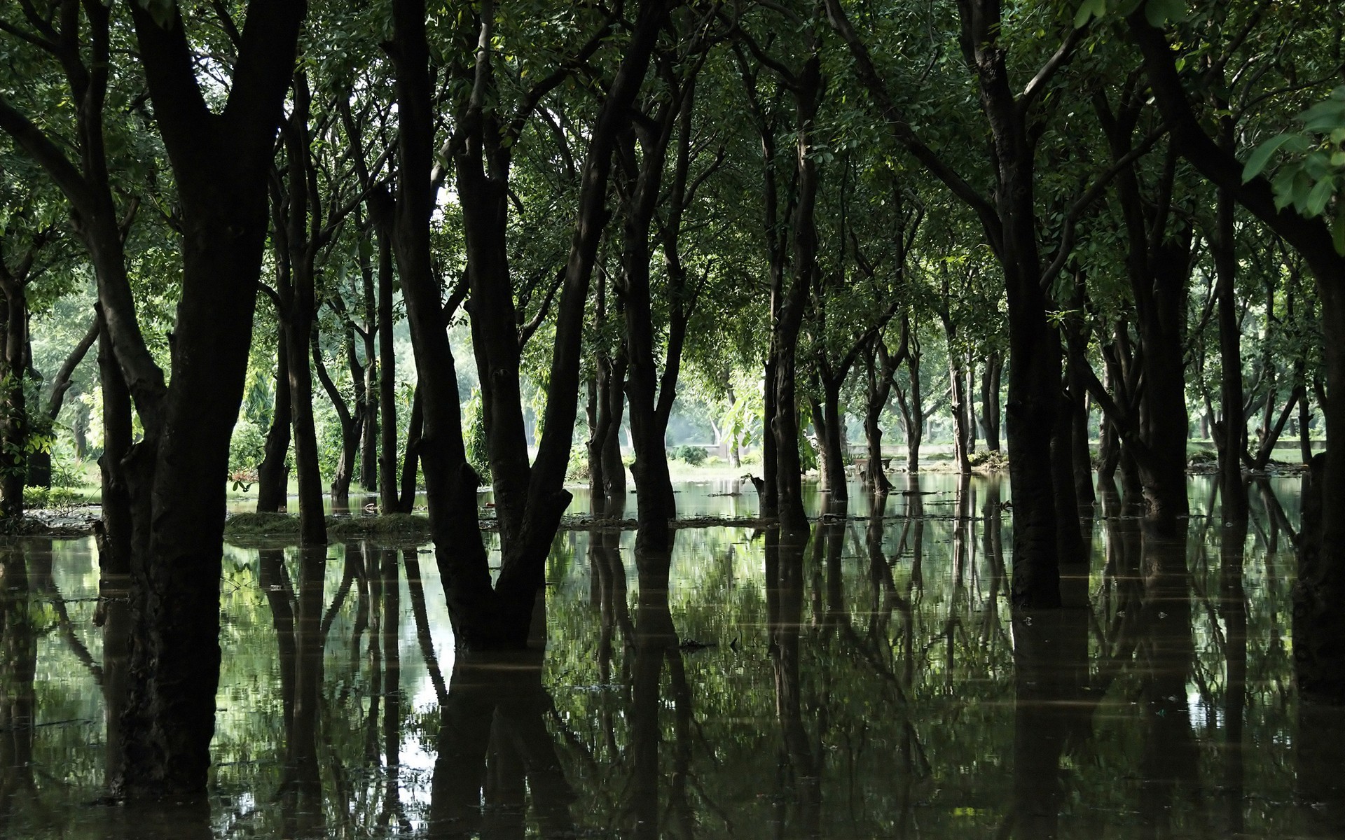 bog tree forest water