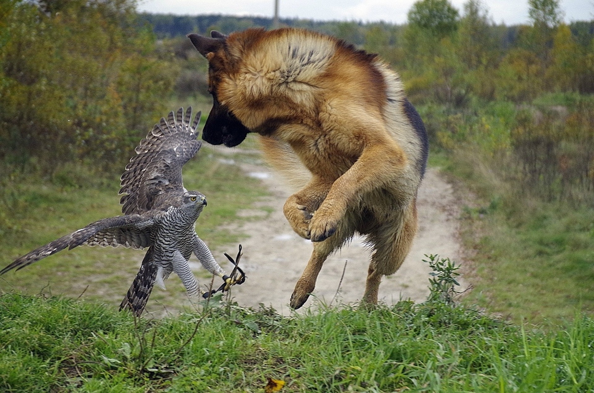 faucon verdure oiseaux chien arbres berger route beauté amusement sensa