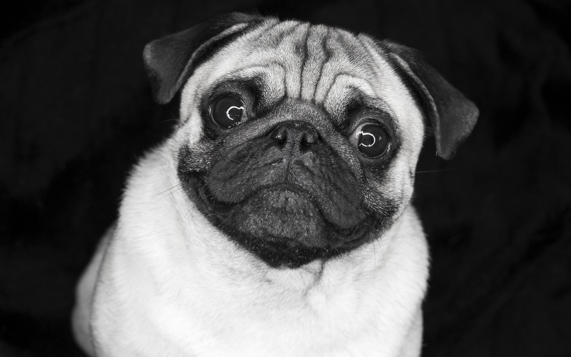 perrito pug ojos