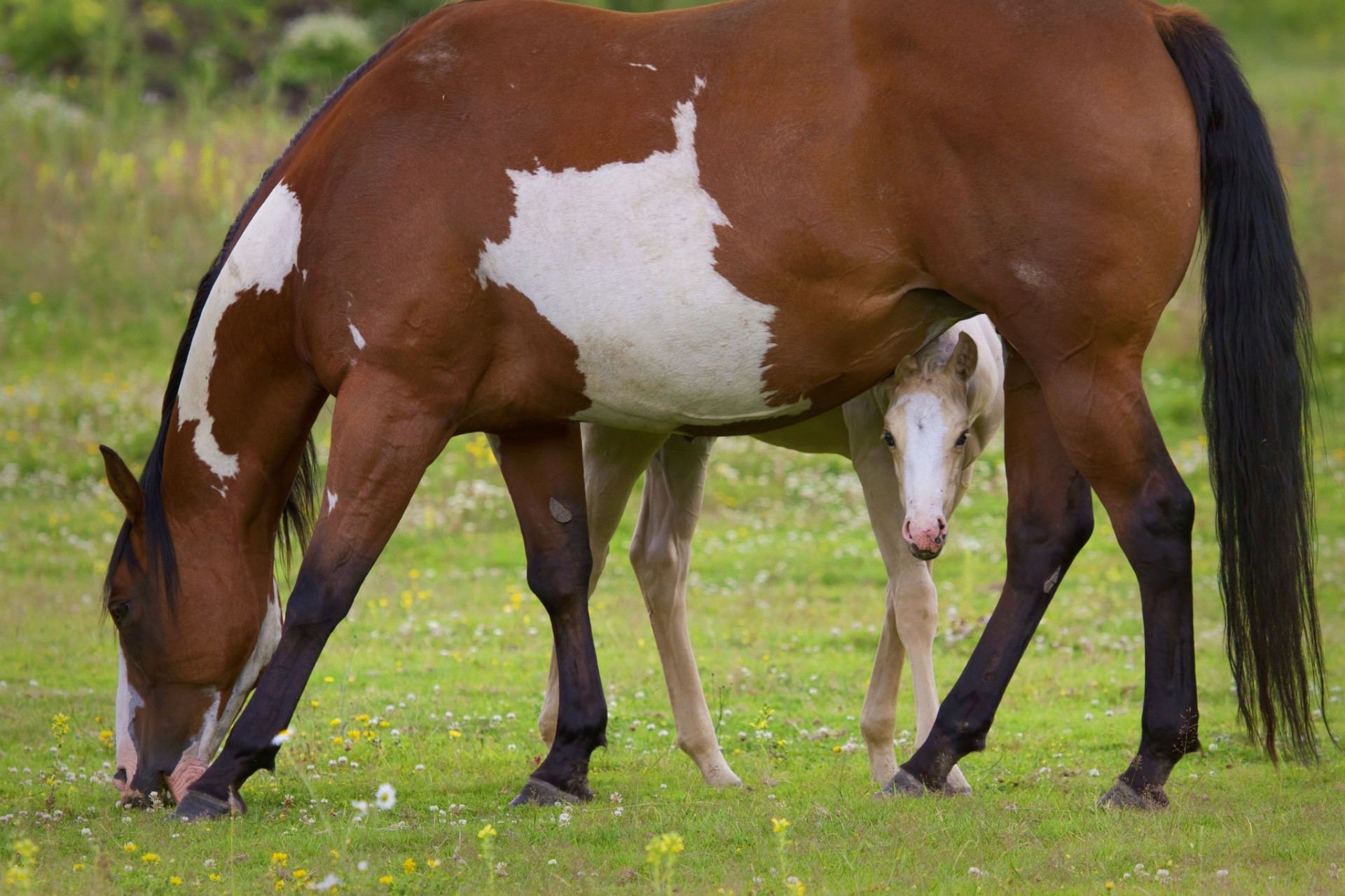 cheval maternité pâturage