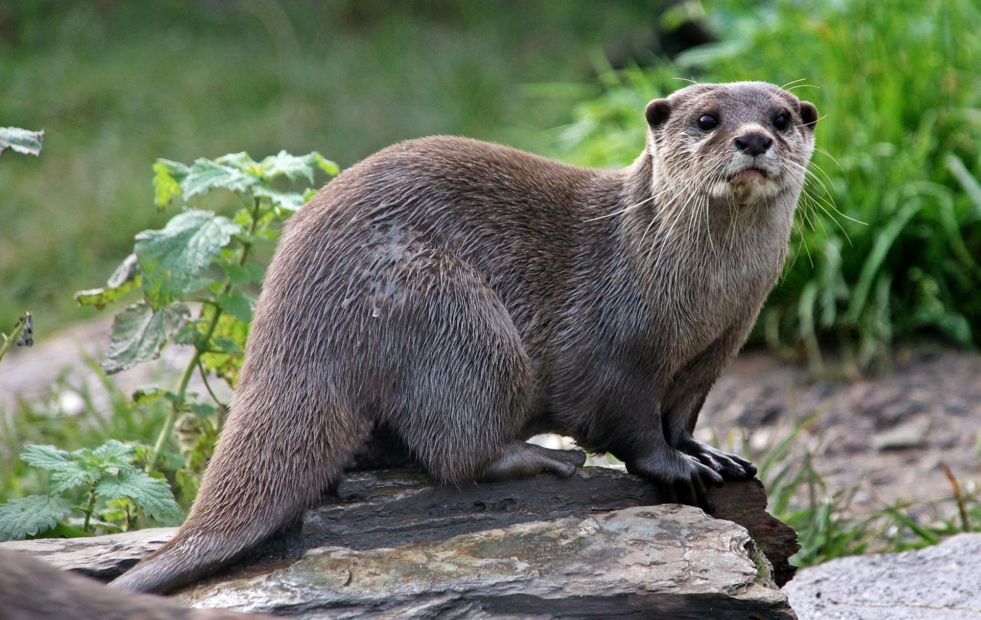 otter animals view