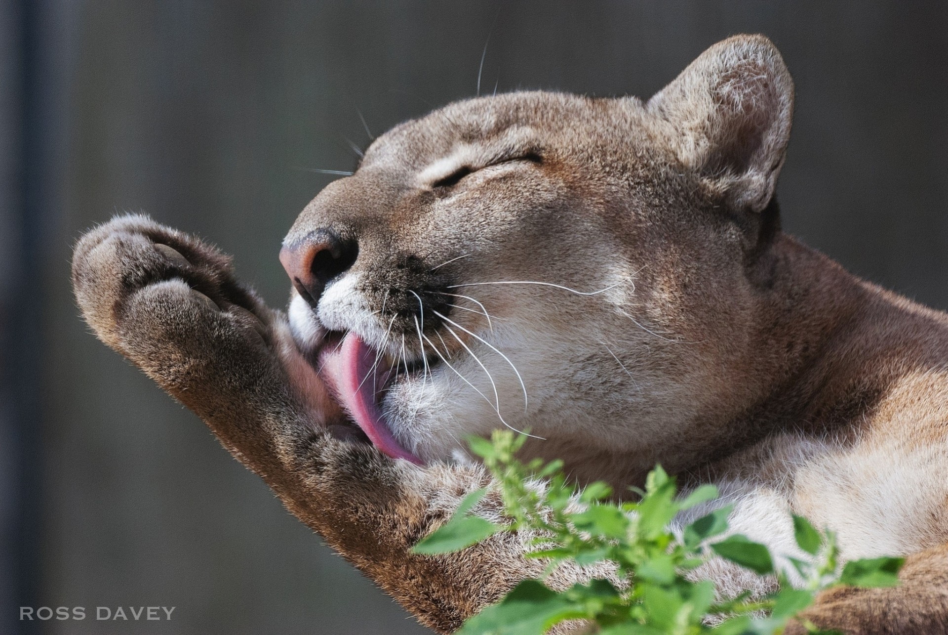 langue dents puma chat sauvage se laver lion de montagne