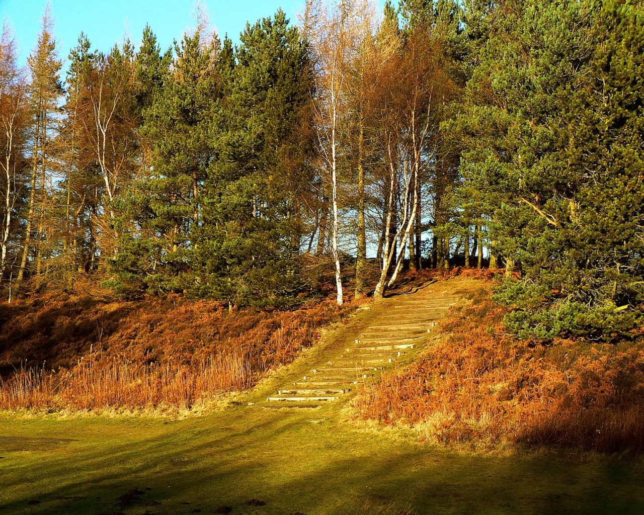 forest christmas tree staircase