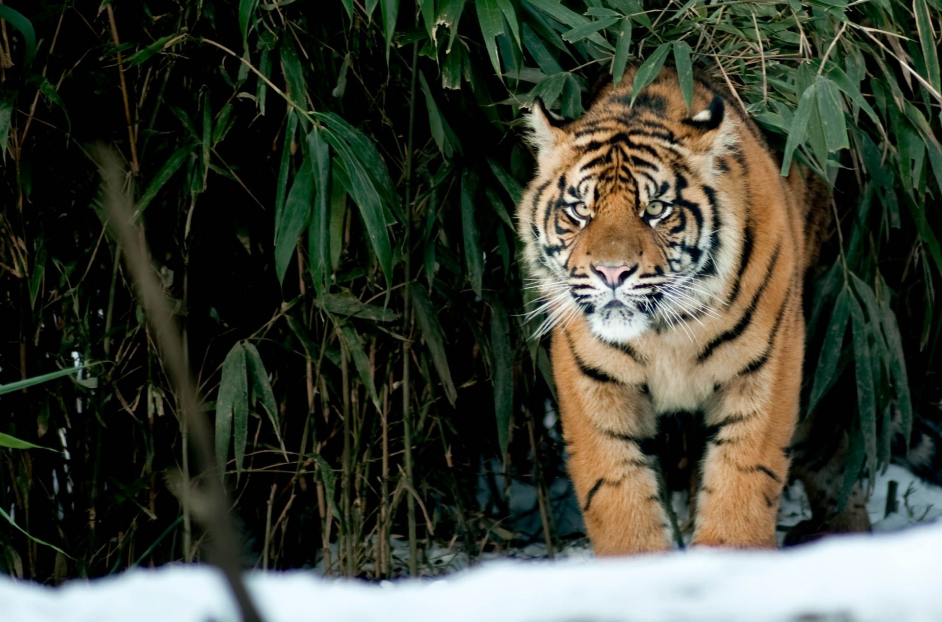 neige chat vue tigre