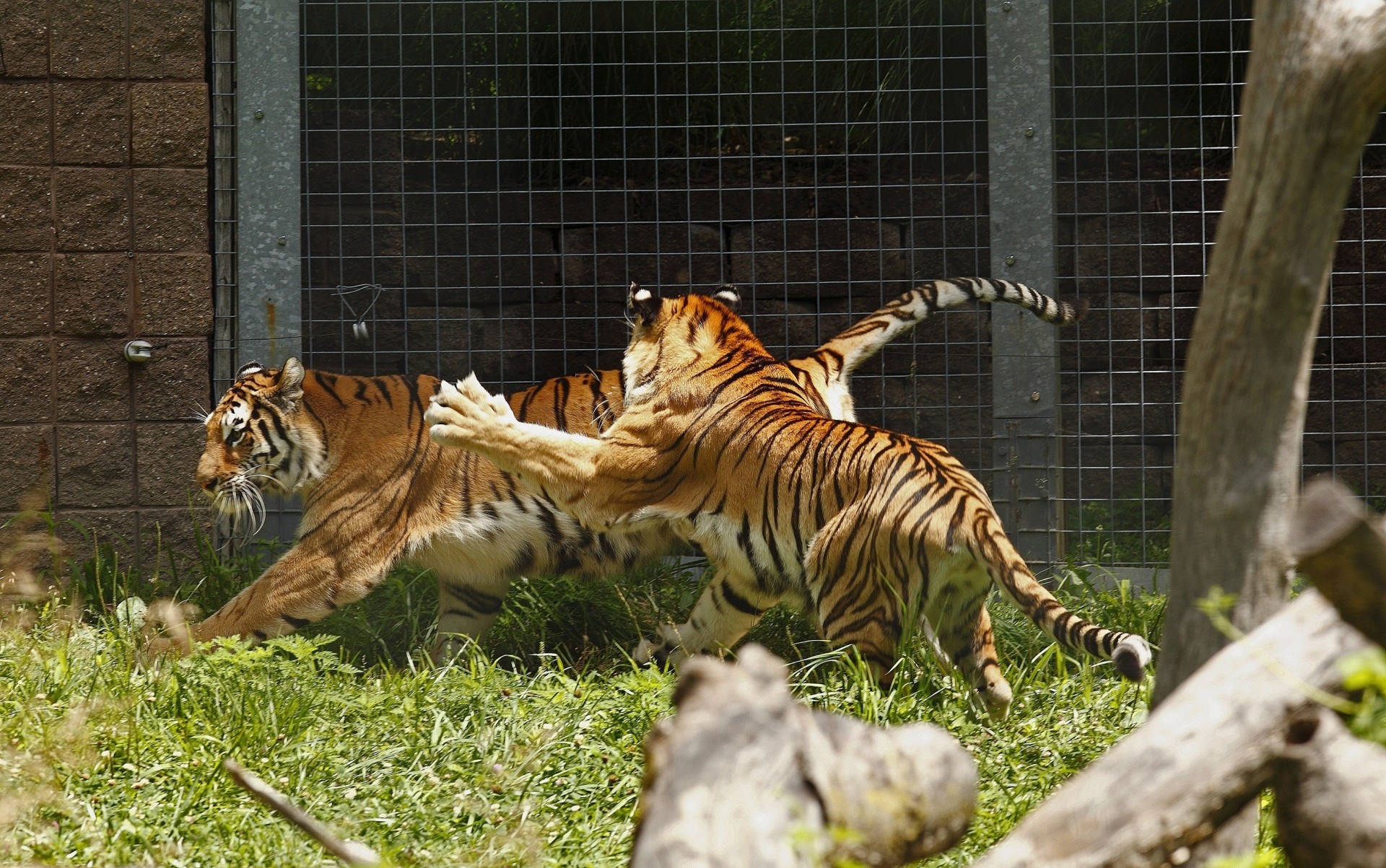 tiger spiel paar wildkatzen