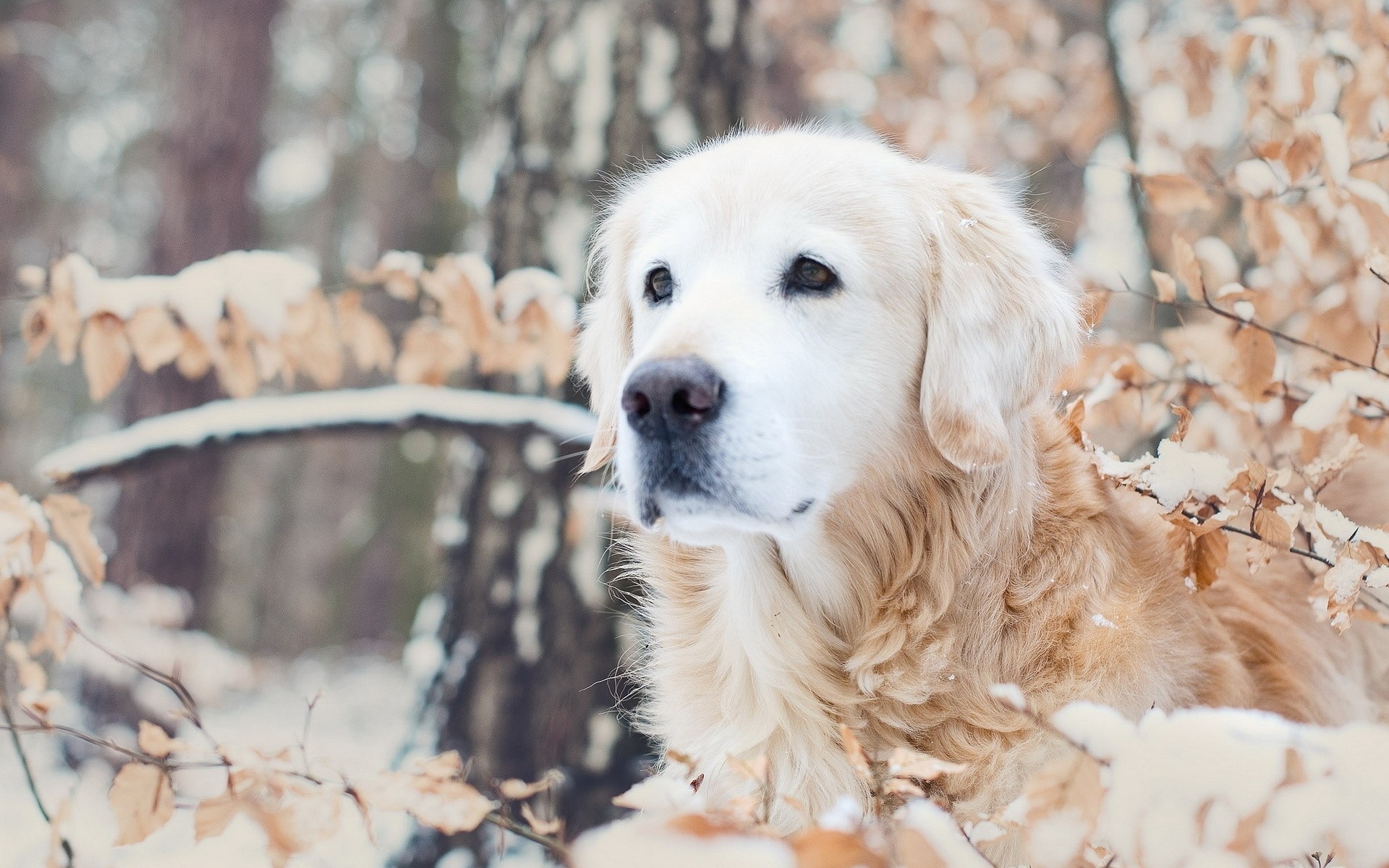 hund winter natur