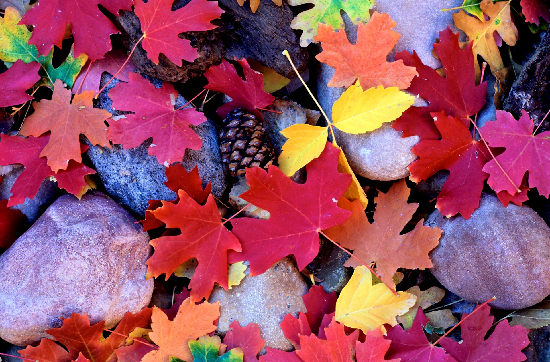 pietre foglie coni autunno acero