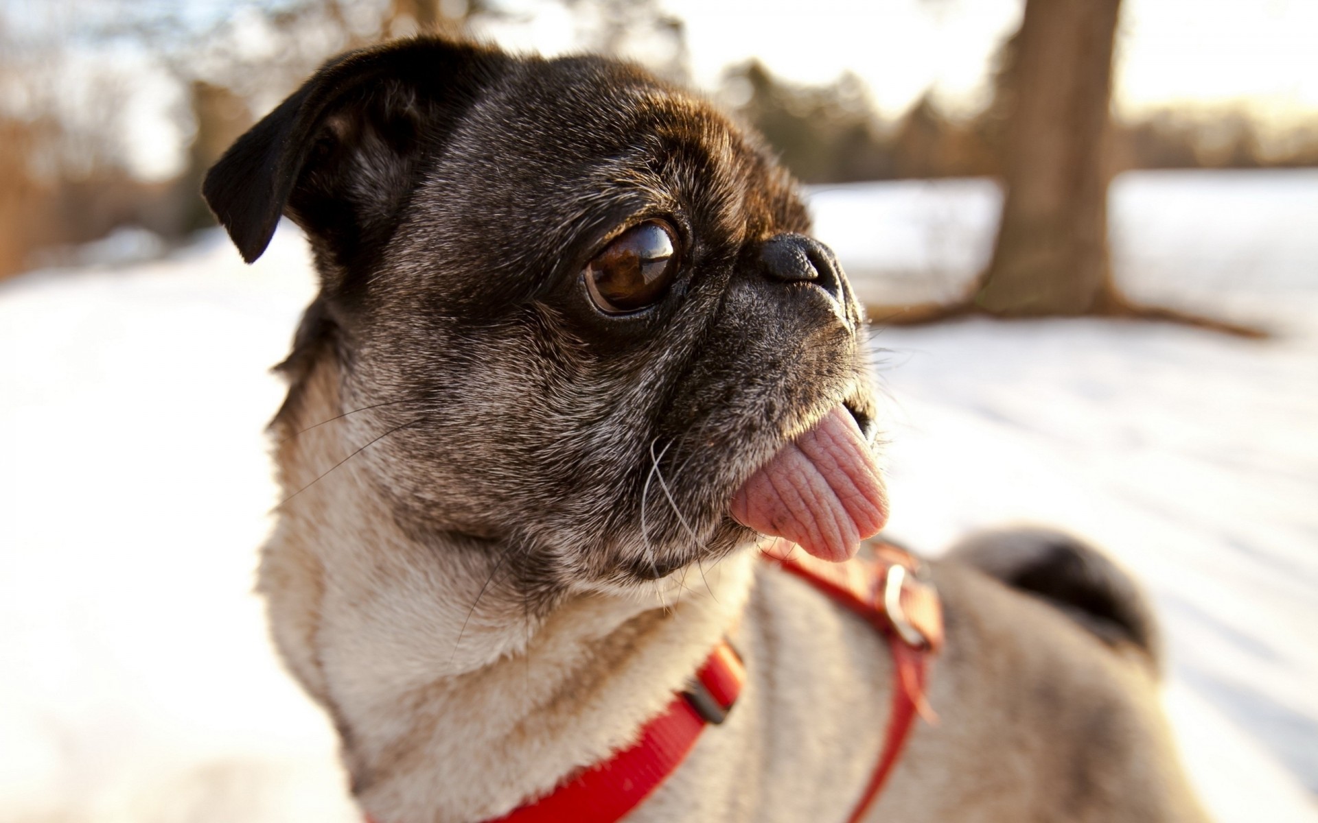 perro collar pug dientes lengua