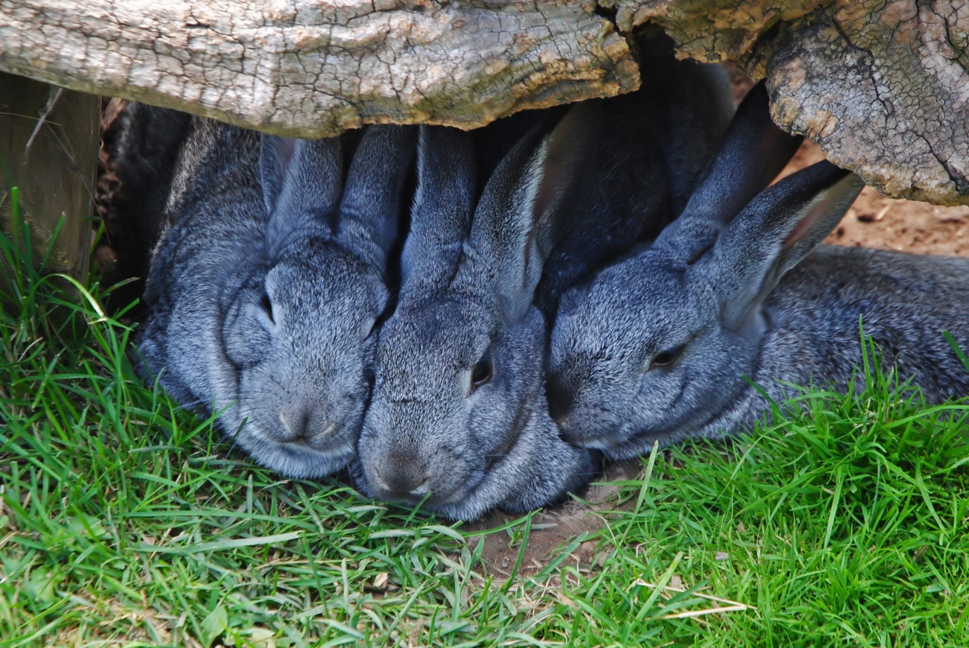 conejos animales naturaleza