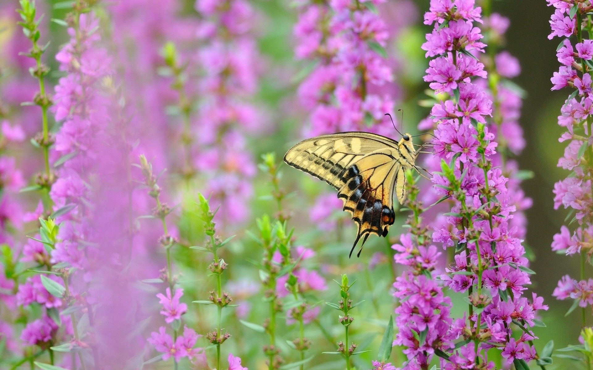 macro swallowtail luz de fondo flores