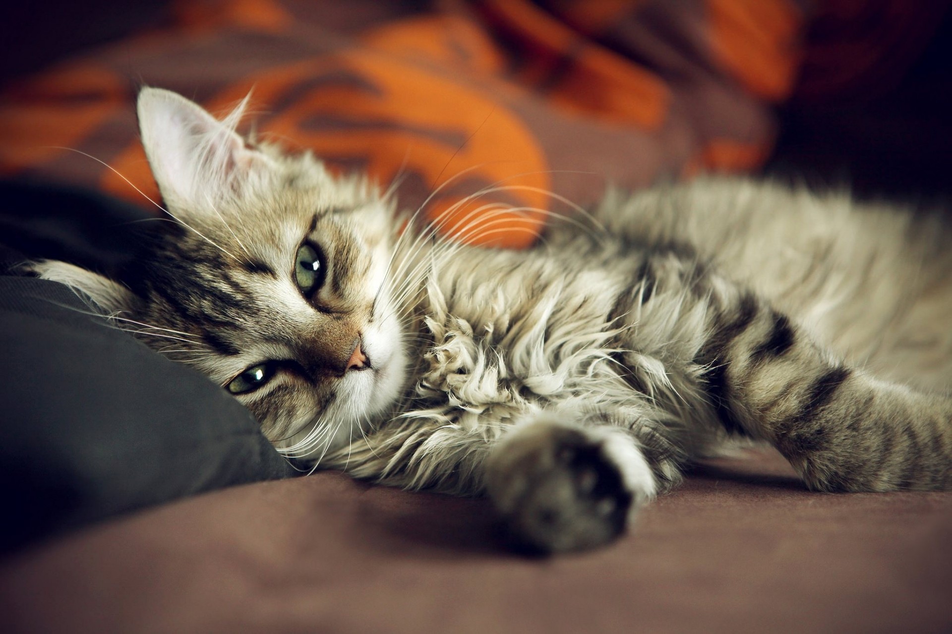 cat sofa bed feet