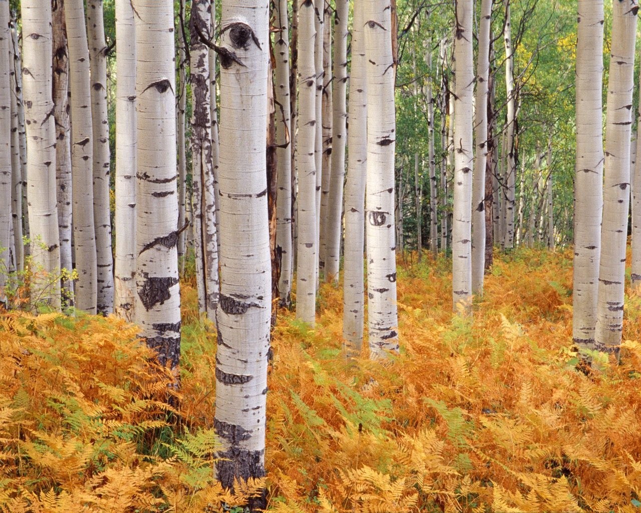 bosque abedules otoño árboles