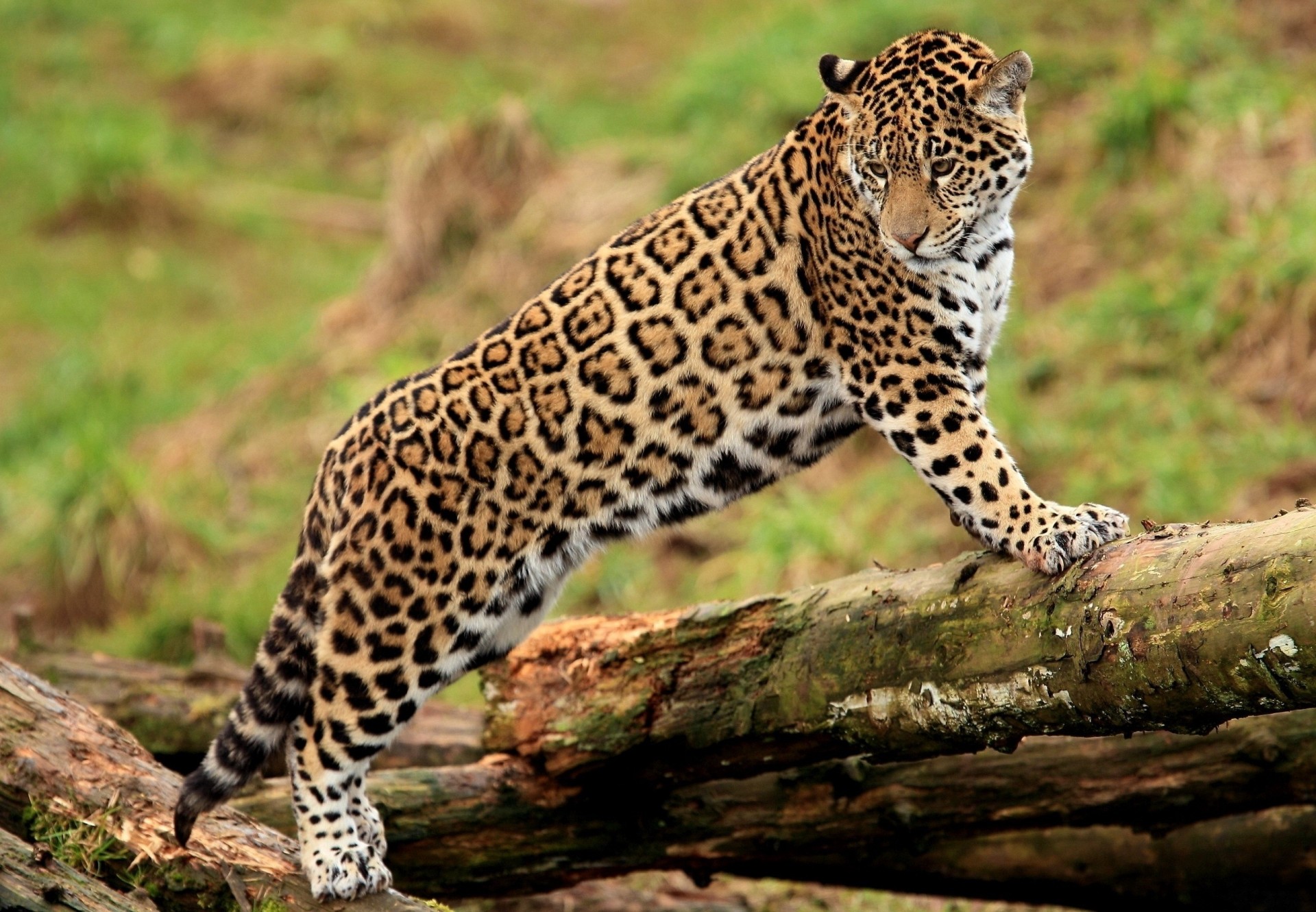 log jaguar big cat predator