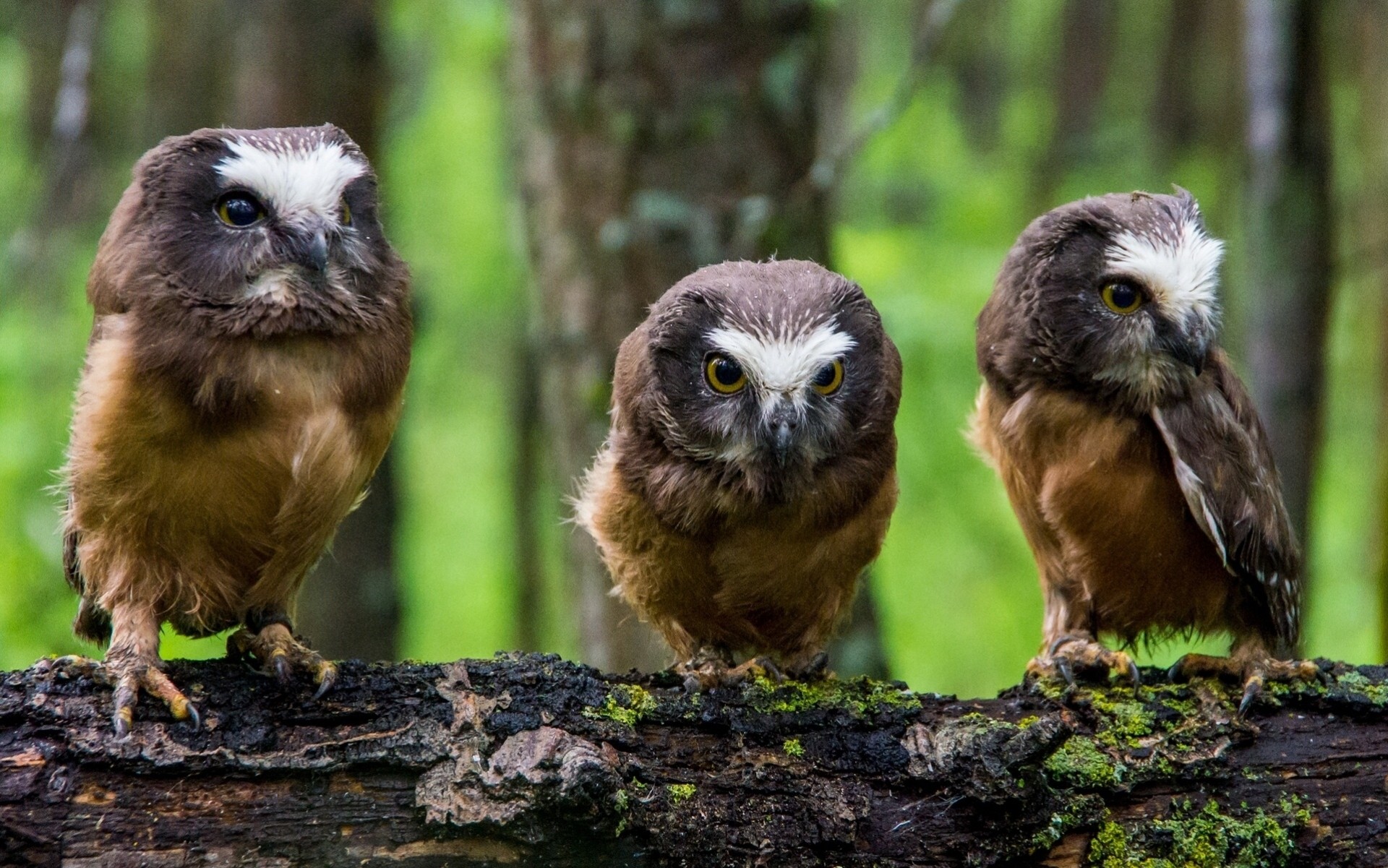 log trio north american boreal owl owl chick