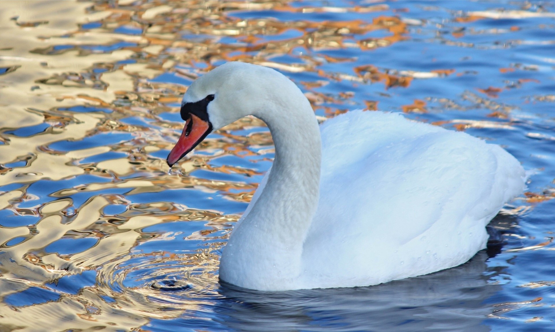 vögel wasser schwan