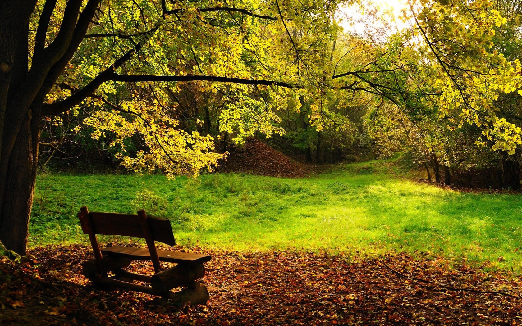 automne arbres banc feuillage