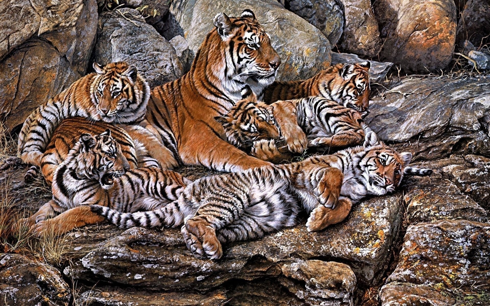 tones art tiger cubs tigers tigress tiger