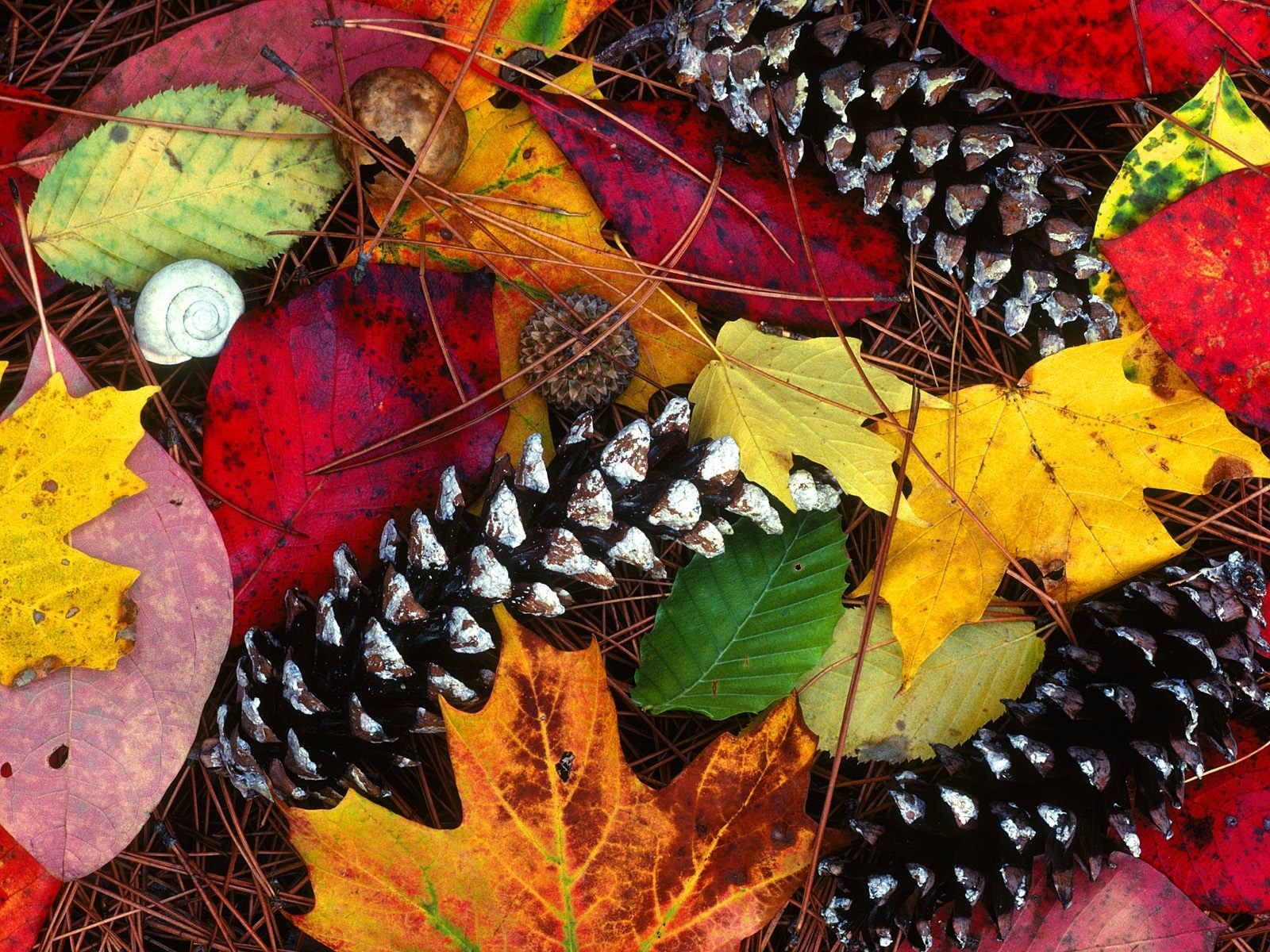 blätter zapfen herbst farben schönheit