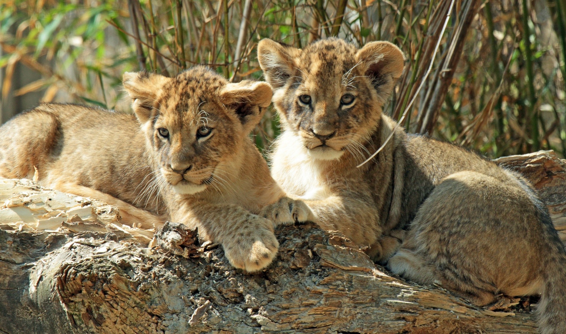 leones gatitos