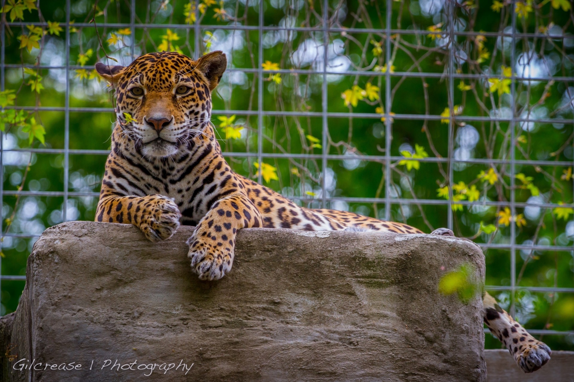 gatto selvatico jaguar predatore