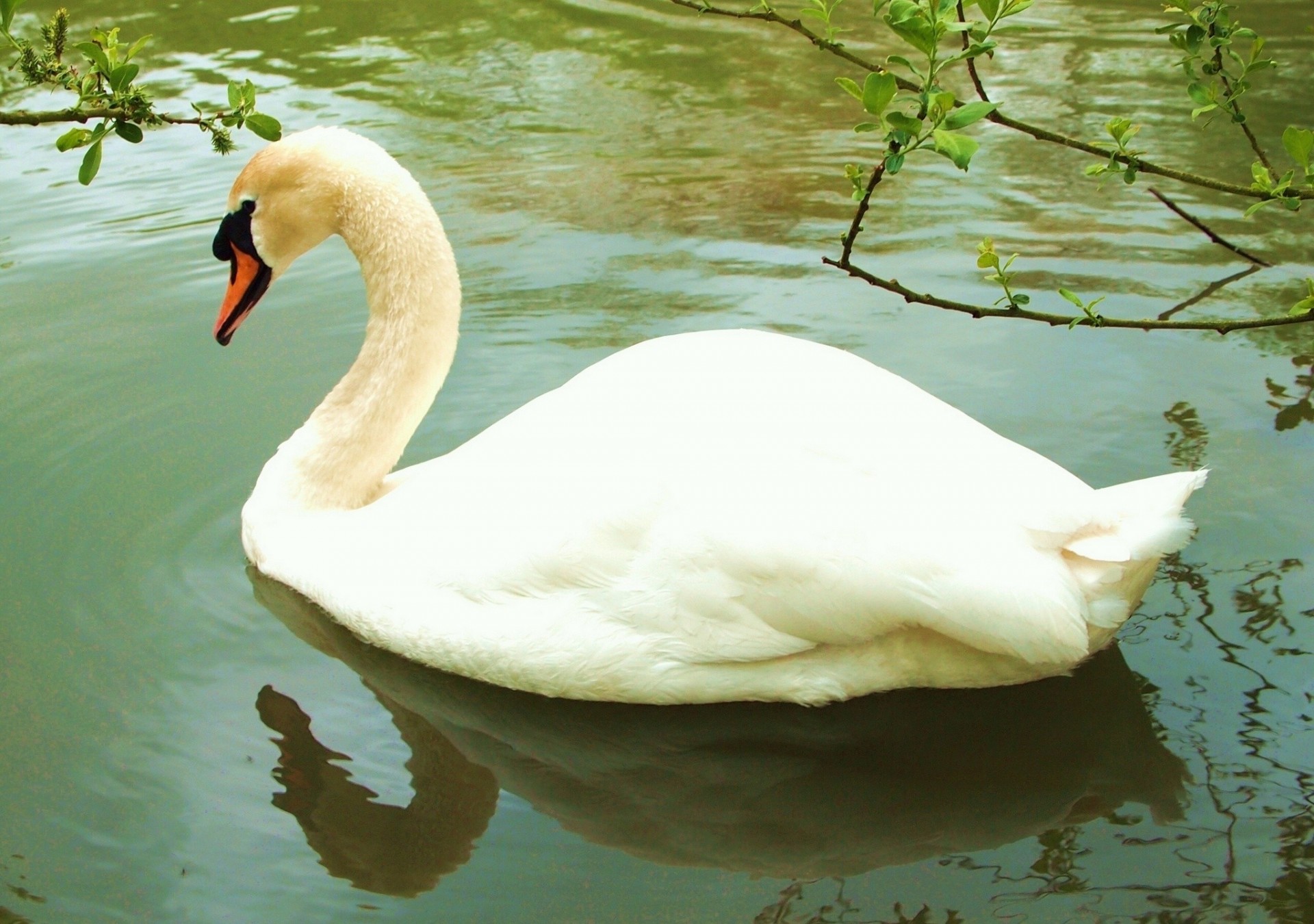 reflection water swan