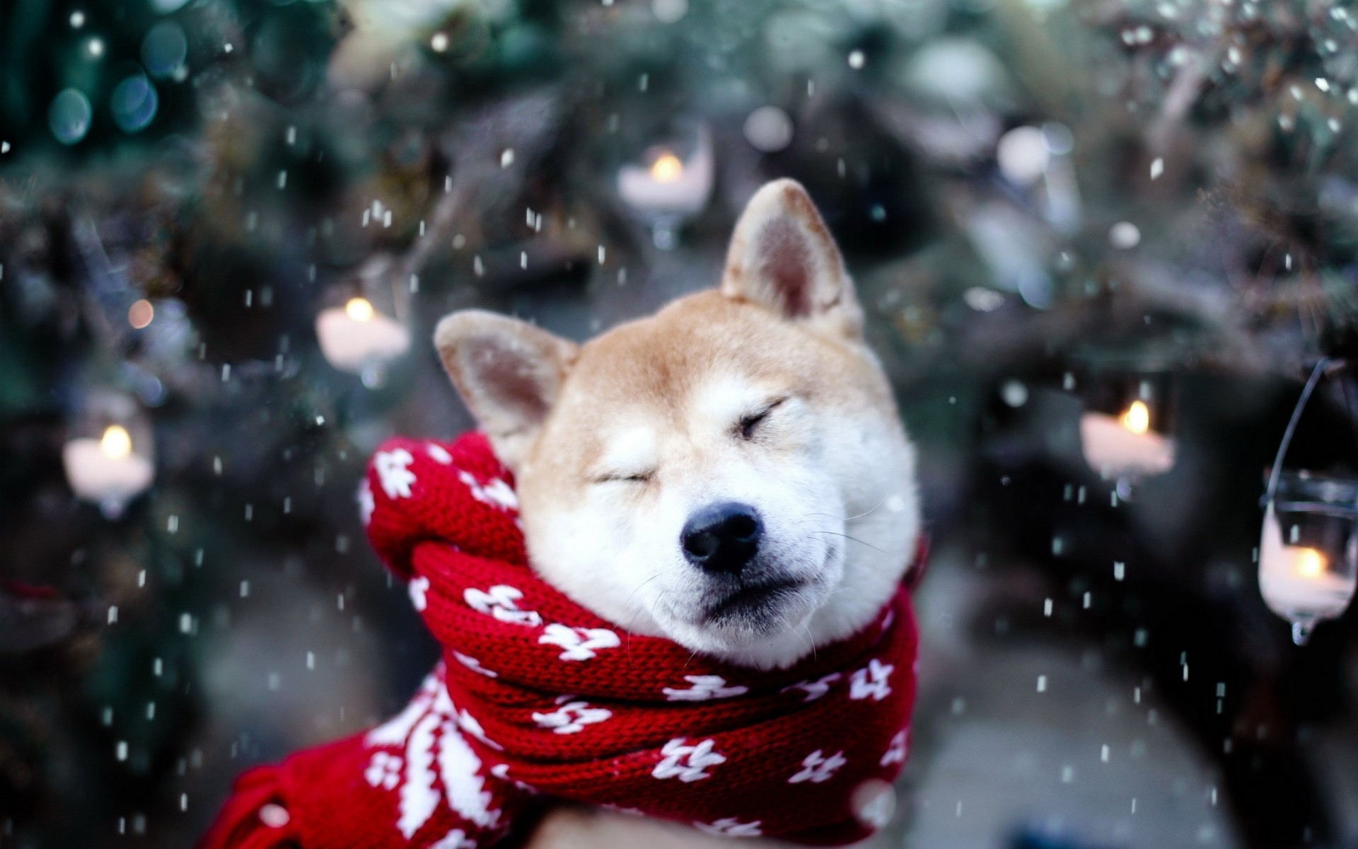 chien neige écharpe akita inu