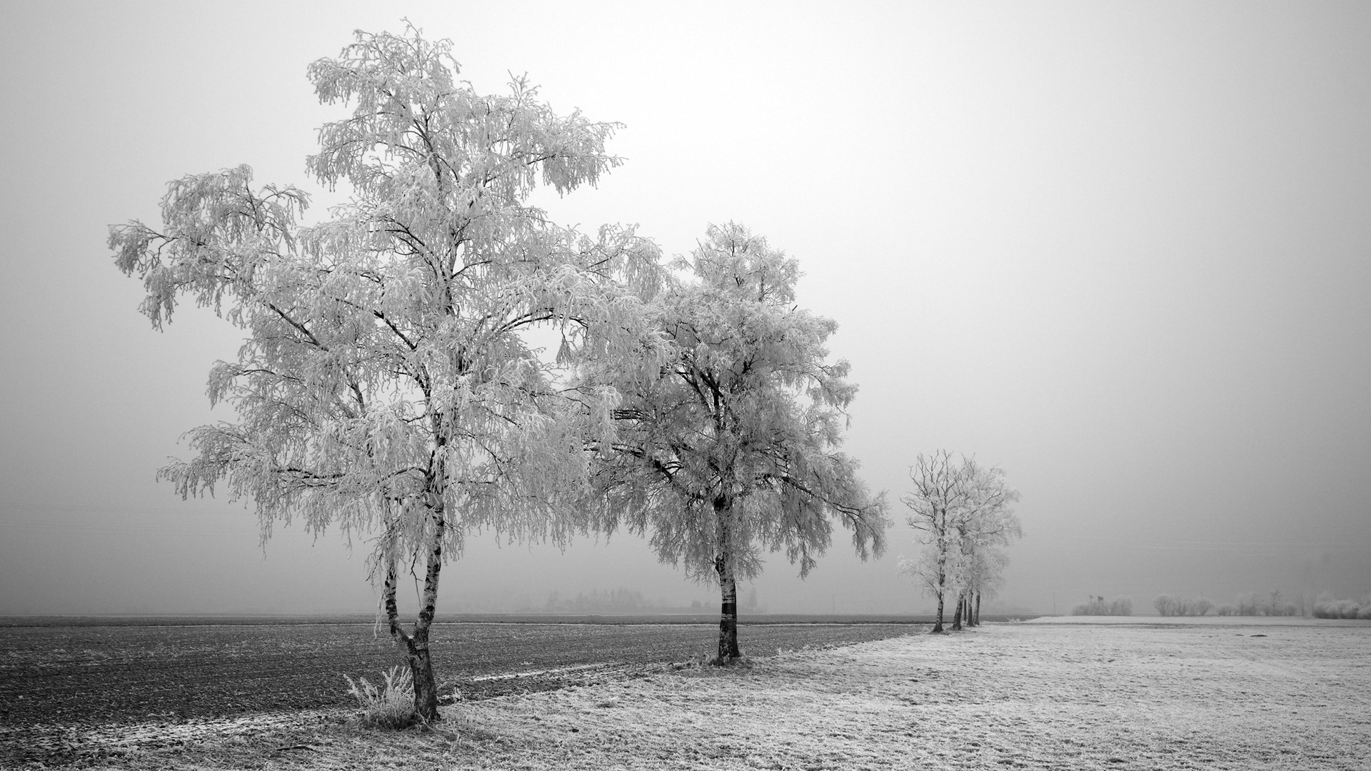 hiver route arbres