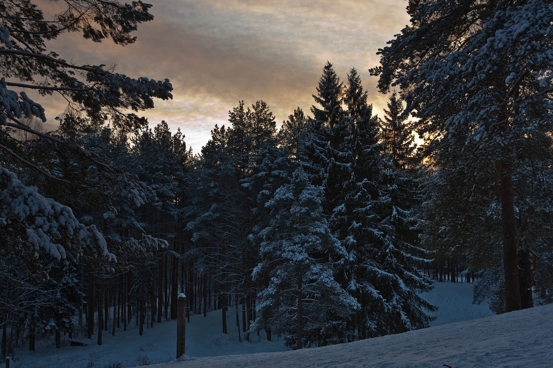 foresta alberi inverno