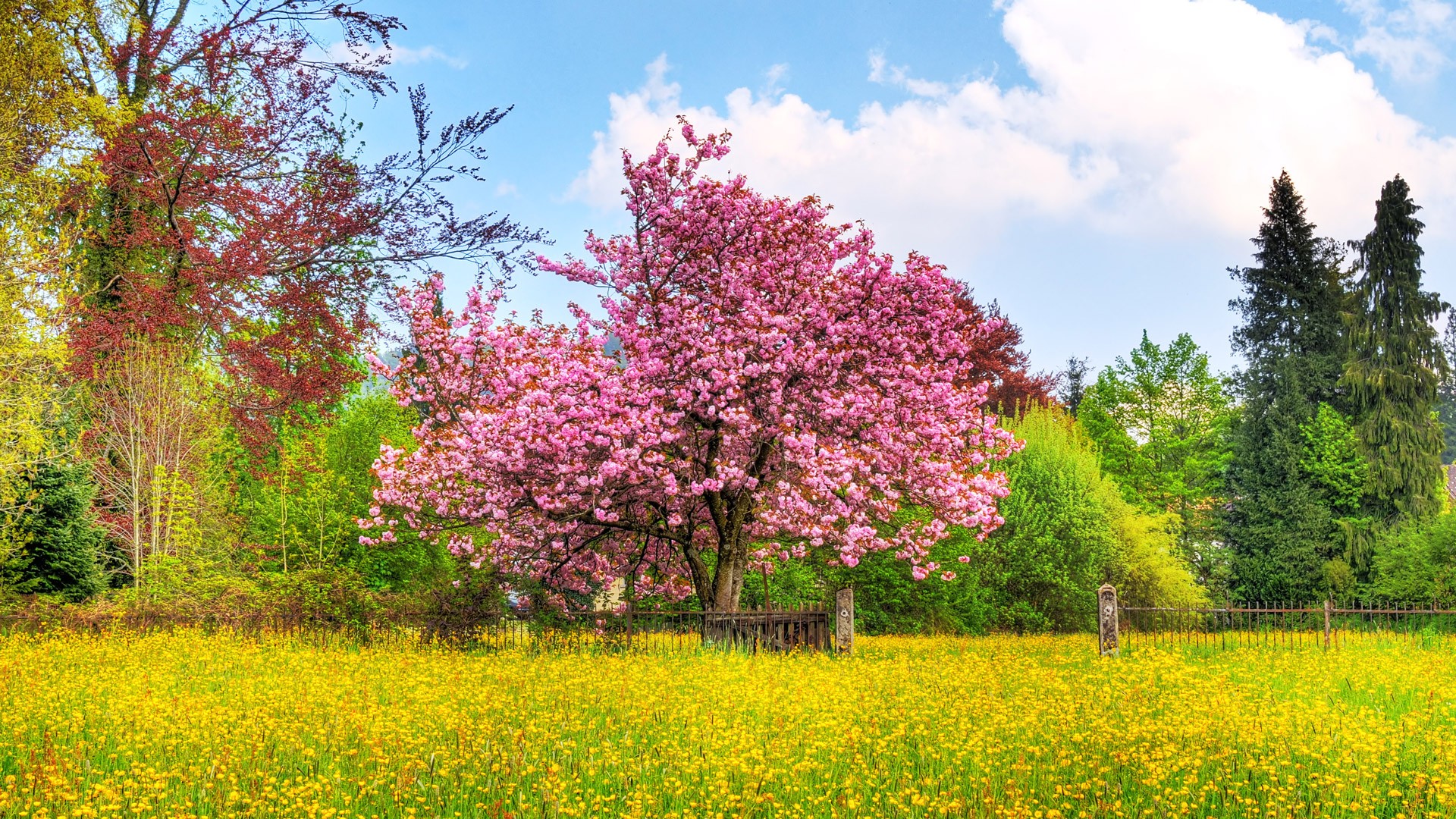 ciliegio fiori recinzione