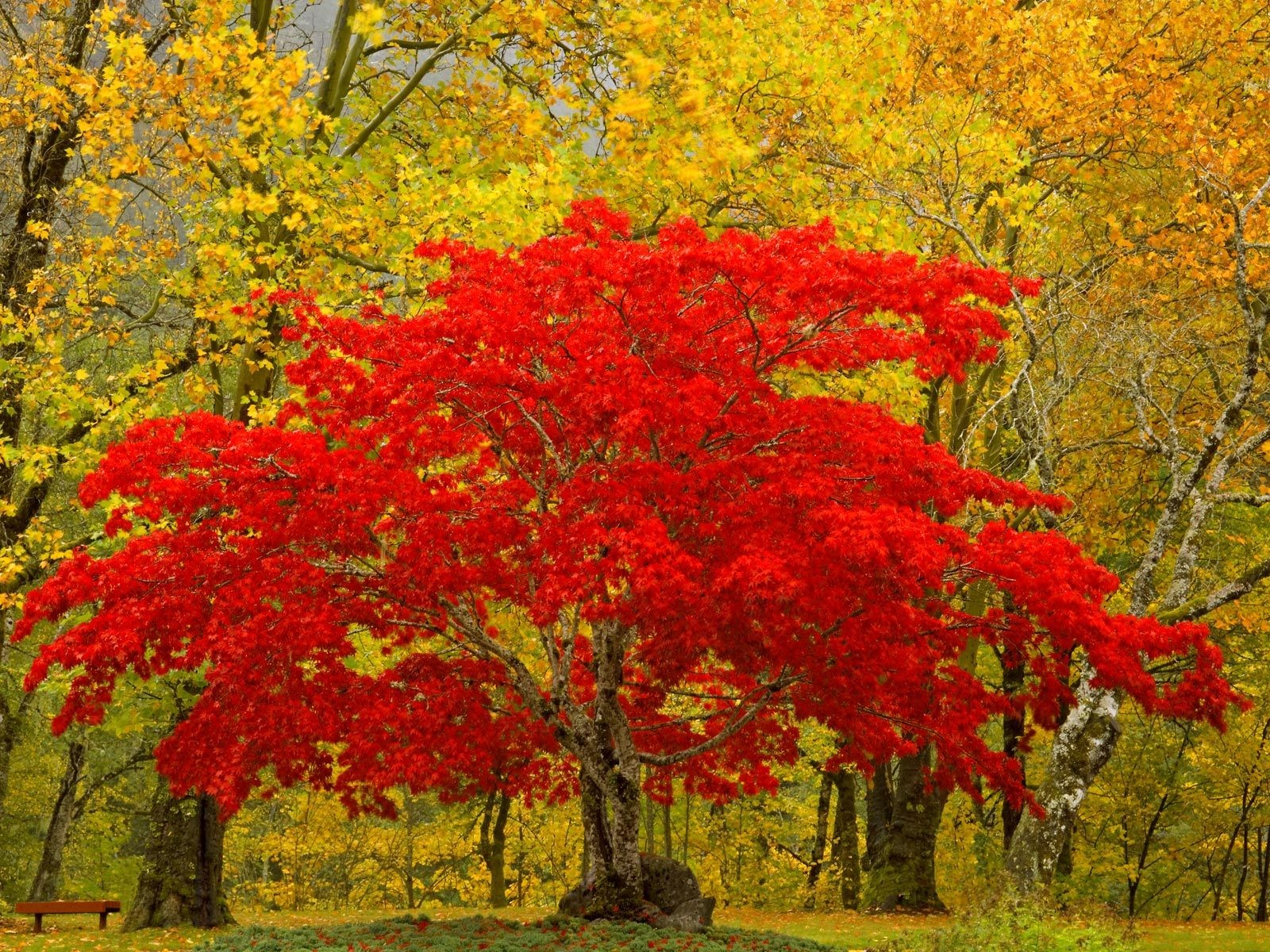 wald baum blätter natur