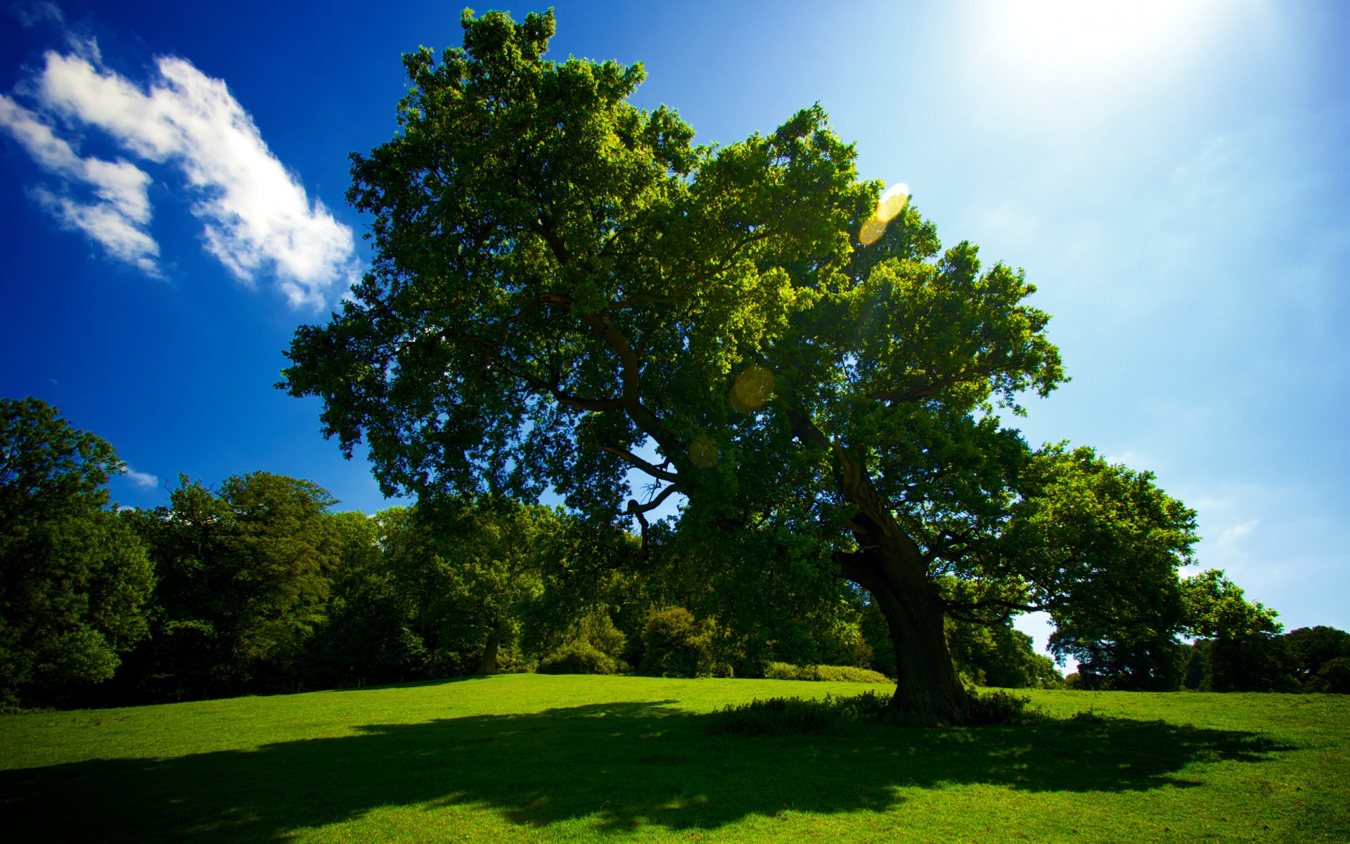 arbre herbe été soleil