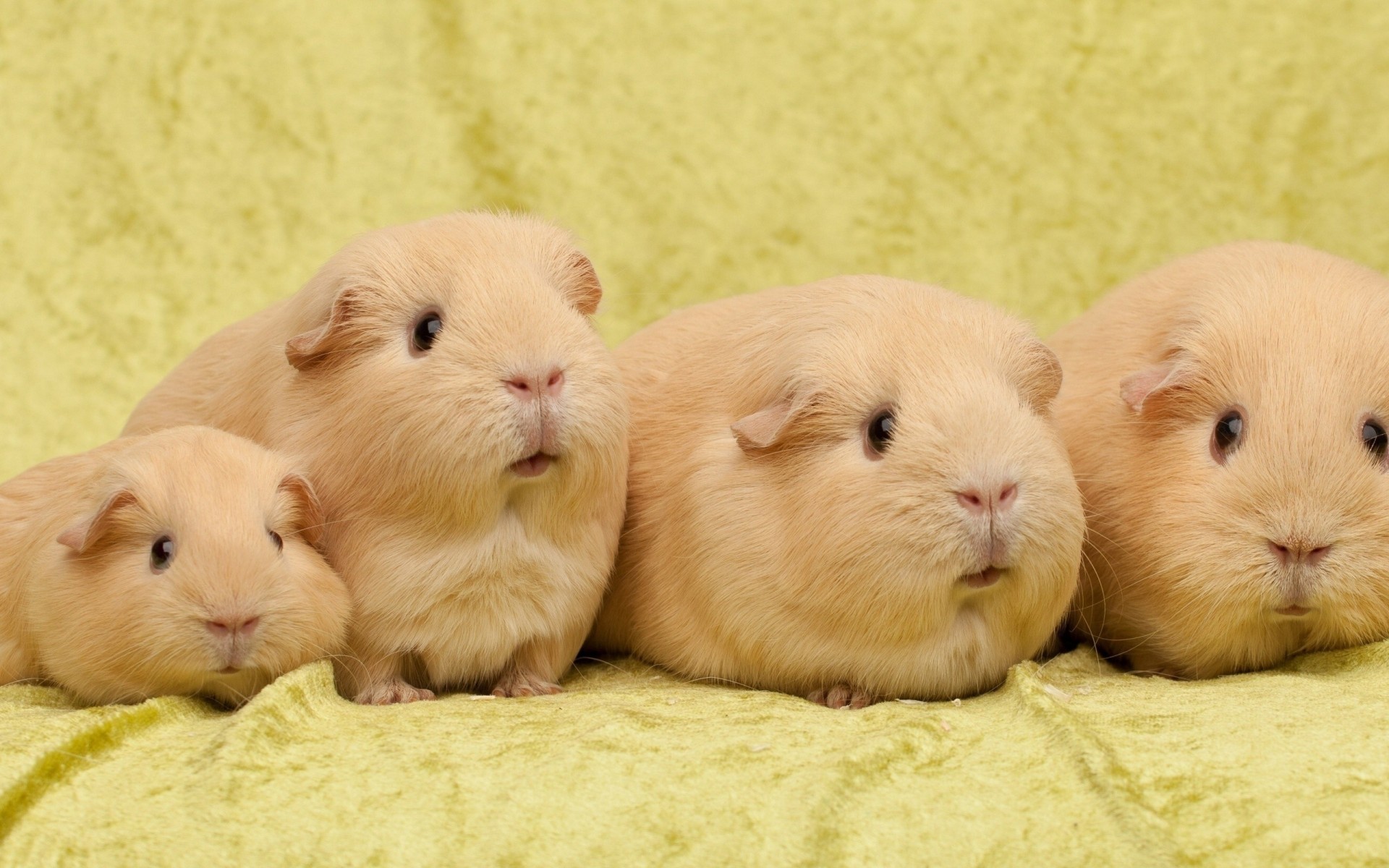 guinea pigs many