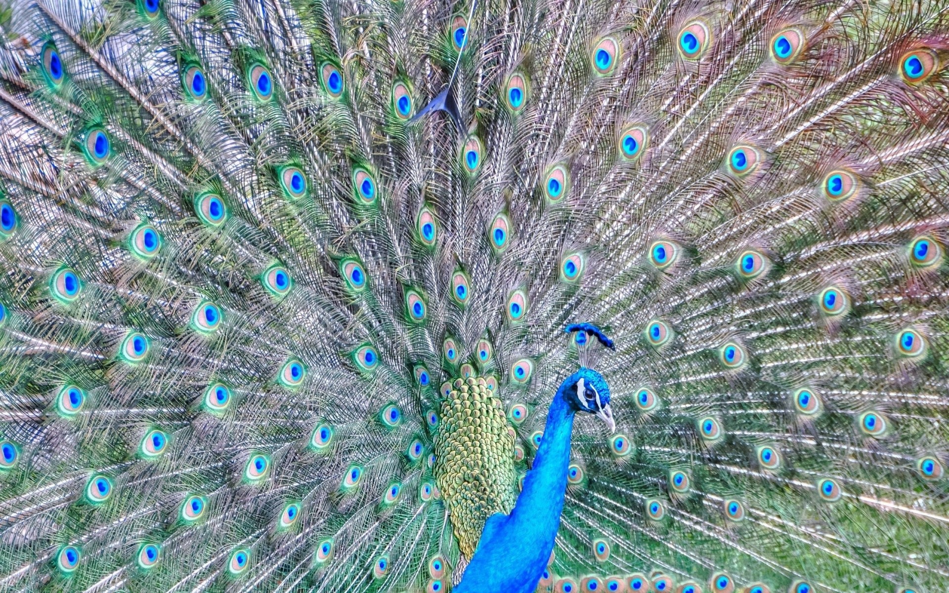 plumes queue plumage