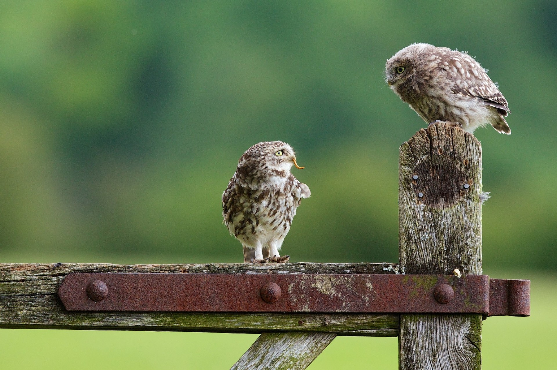 chick owl