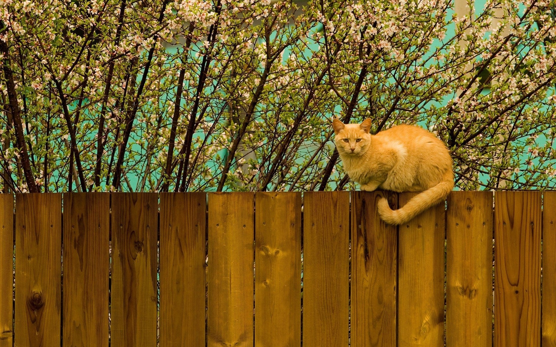 nature fence cat