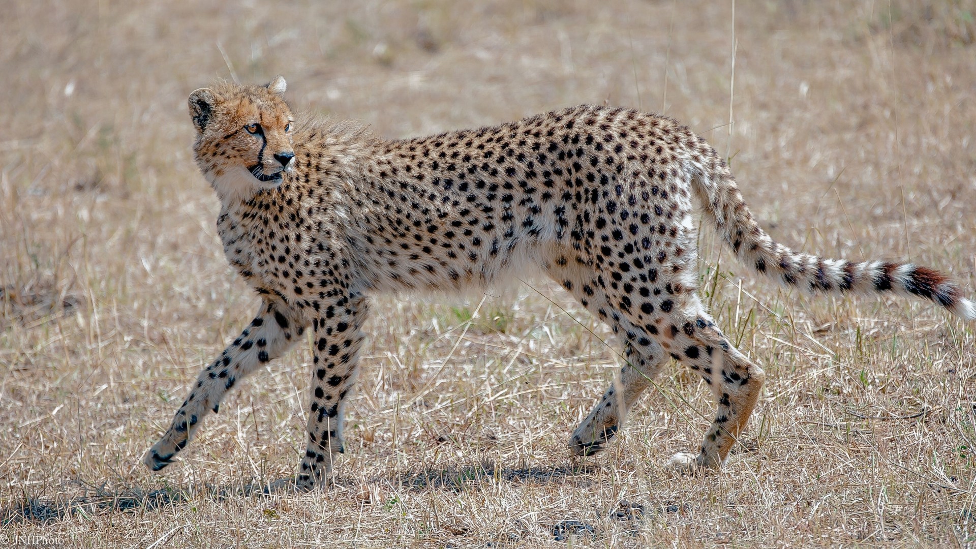 gnade wildkatze gepard raubtier