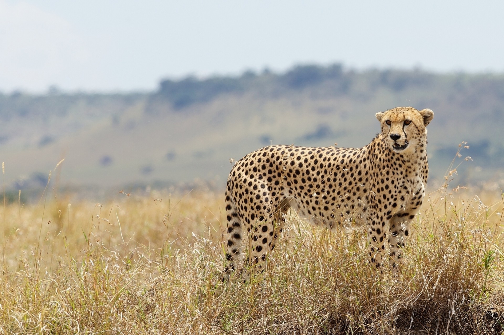 żbik gepard trawa